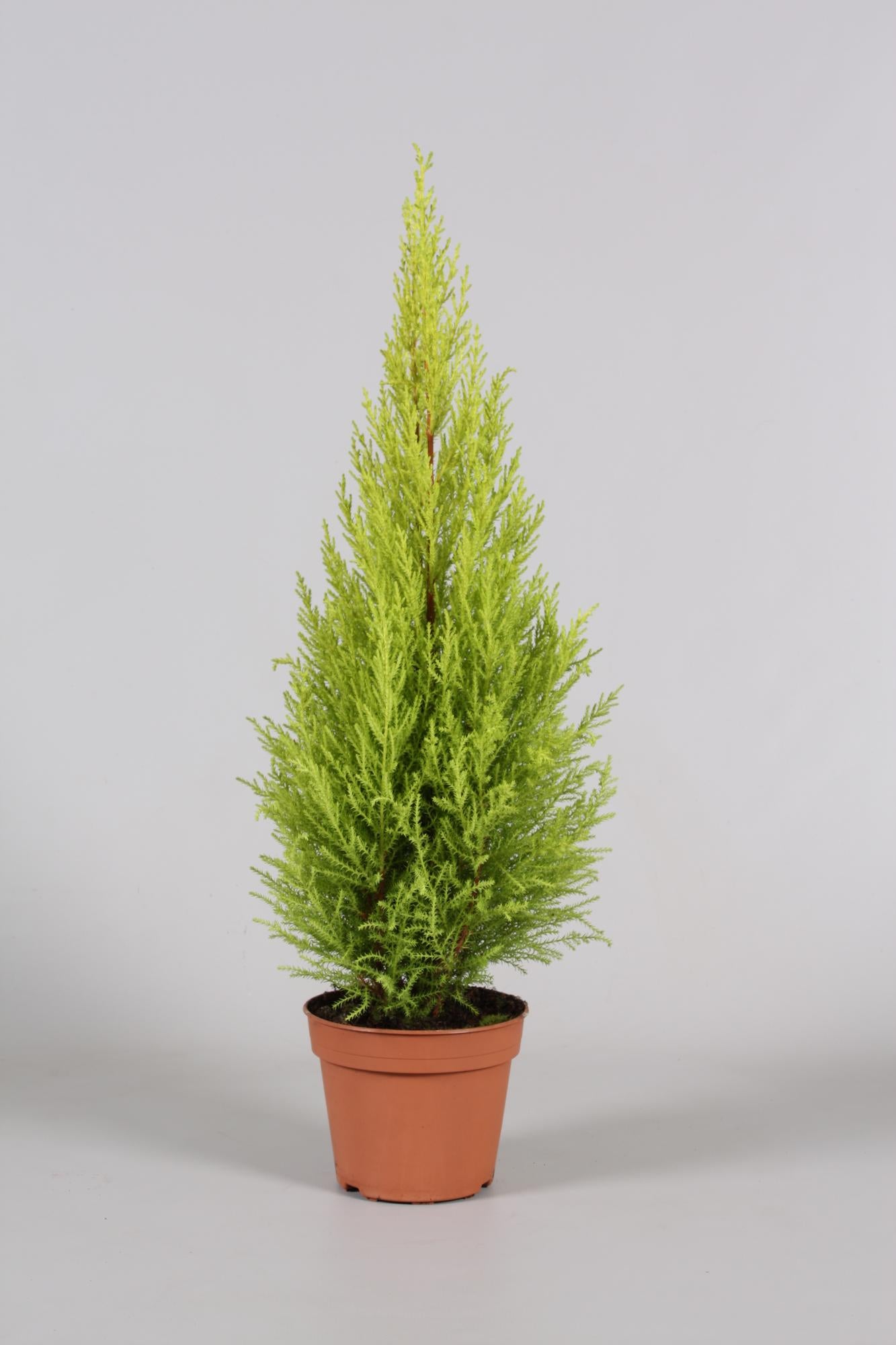 Cupressus Goldcrest Wilma – Pflegeleichter Goldzypressen-Strauch Ø14cm