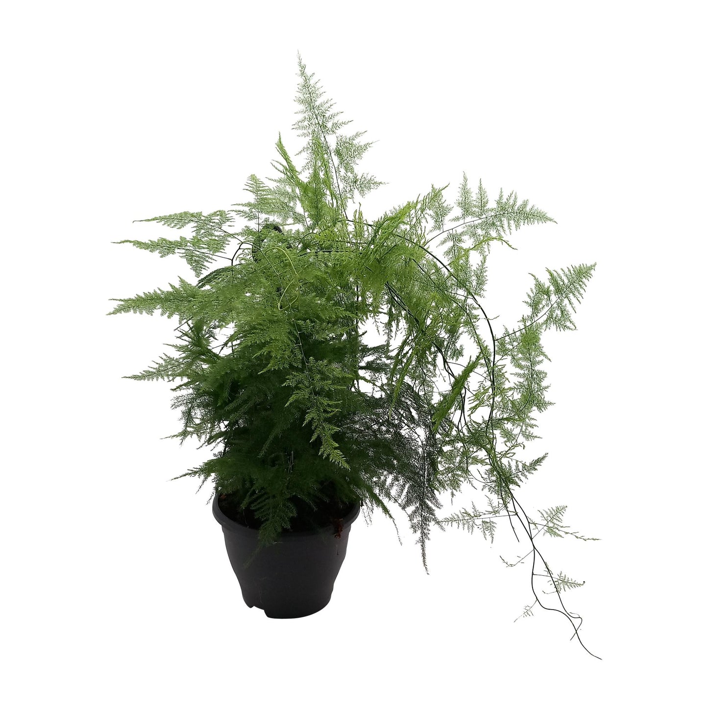 Asparagus 'Plumosus' – Luftreinigende & Pflegeleichte Zimmerpflanze