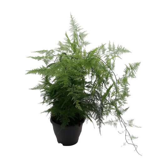 Asparagus 'Plumosus' – Luftreinigende & Pflegeleichte Zimmerpflanze