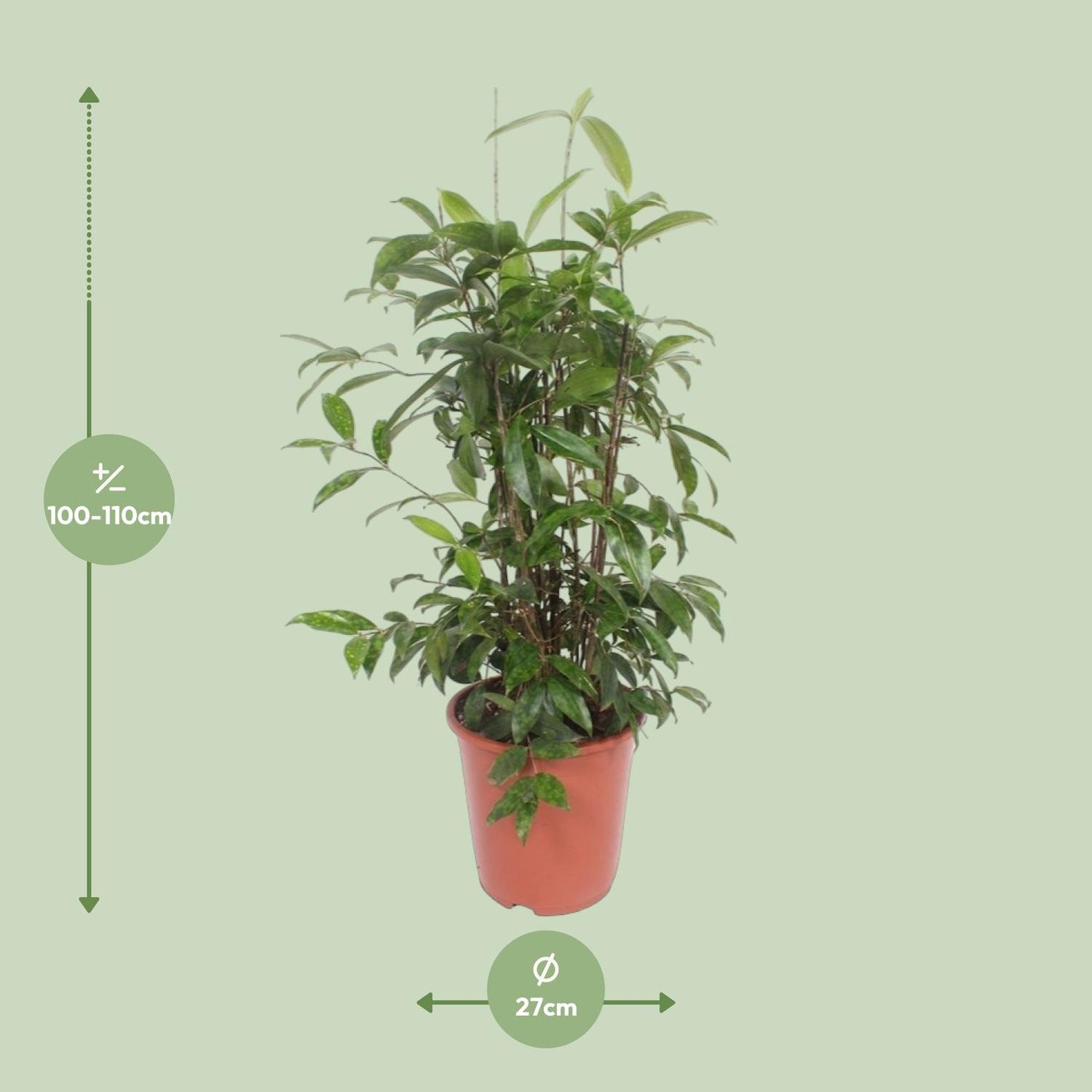 Dracaena Surculosa – Pflegeleichter Drachenbaum Ø27 cm