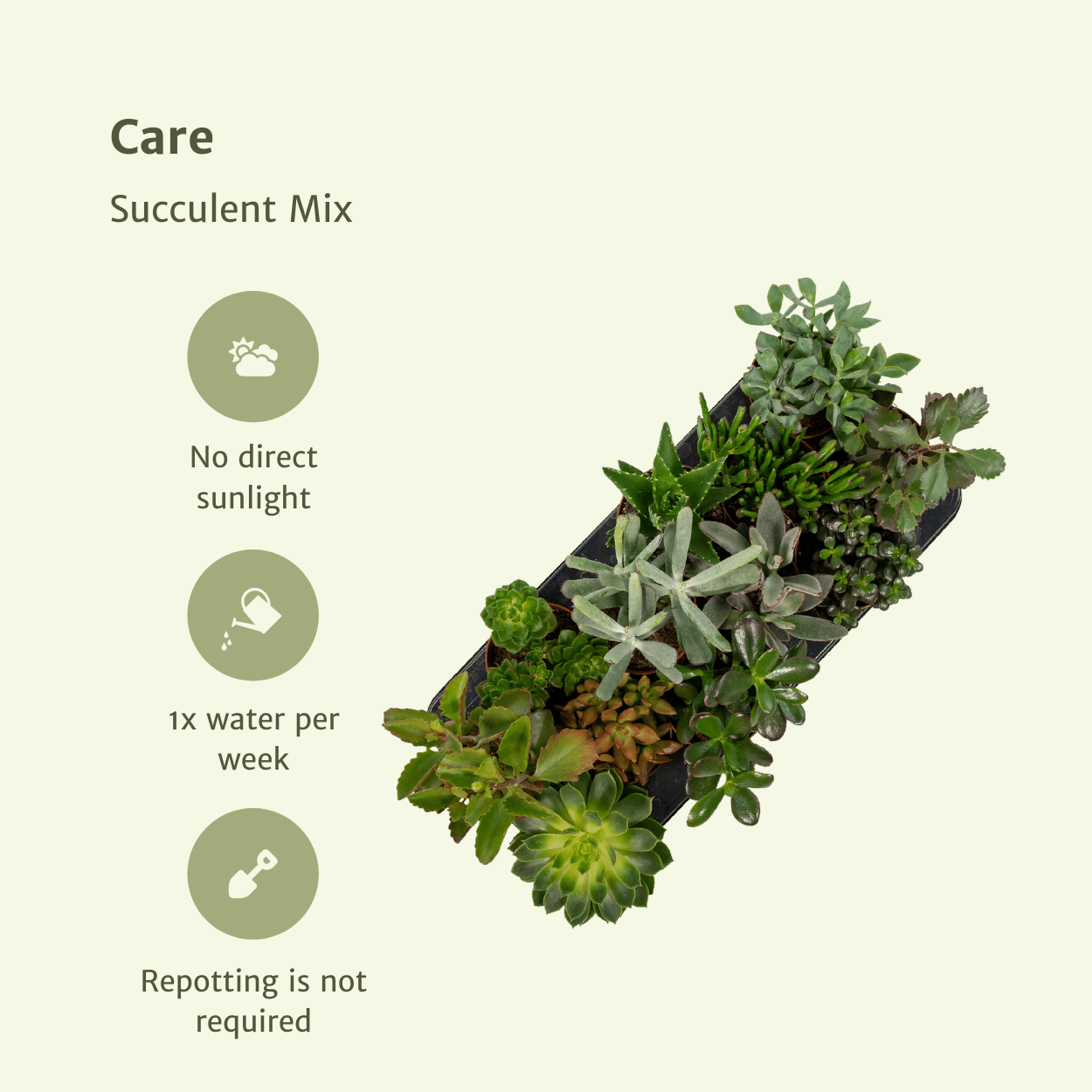 Sukkulenten Mix – 6 pflegeleichte Zimmerpflanzen Ø10,5 cm