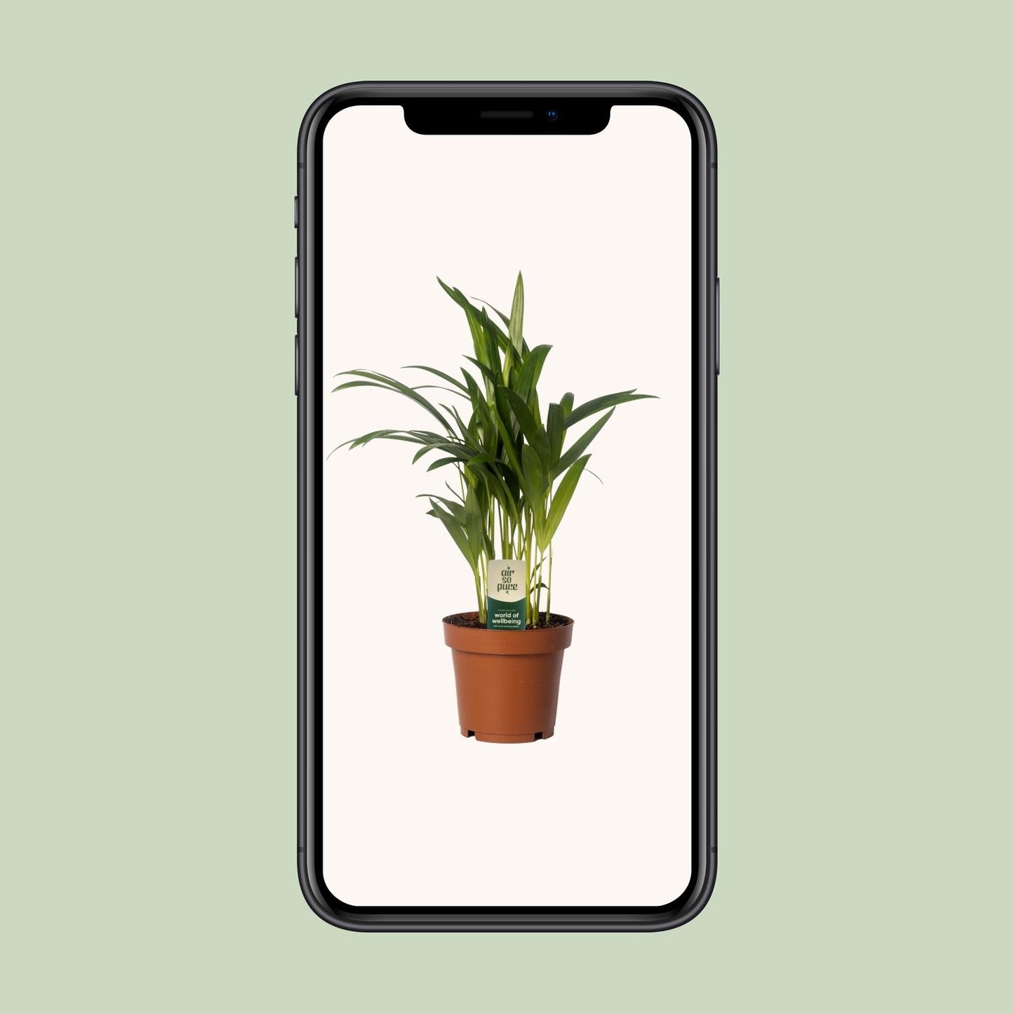 Dypsis lutescens – Pflegeleichte Bambuspalme Ø12cm, 40cm hoch