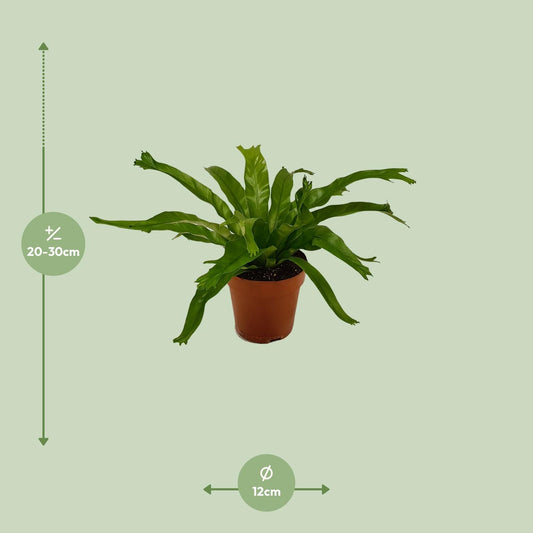 Asplenium Crissie – Pflegeleichter Spleenwort Ø12cm, 30cm hoch