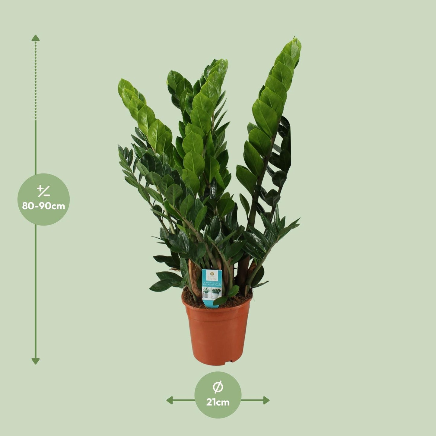 Zamioculcas Zamiifolia – Pflegeleichte ZZ-Pflanze Ø21cm