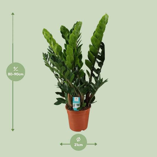 Zamioculcas Zamiifolia – Pflegeleichte ZZ-Pflanze Ø21cm