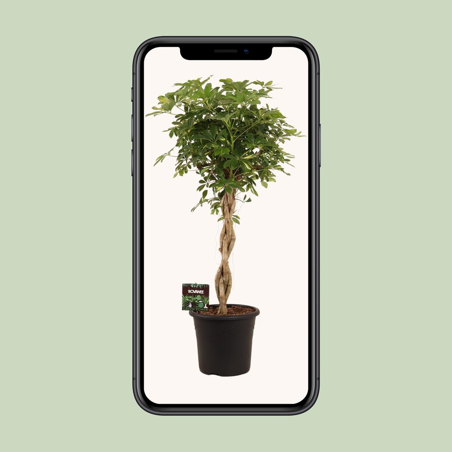 Schefflera Gold Capella – Pflegeleichte Schirmpflanze Ø32cm