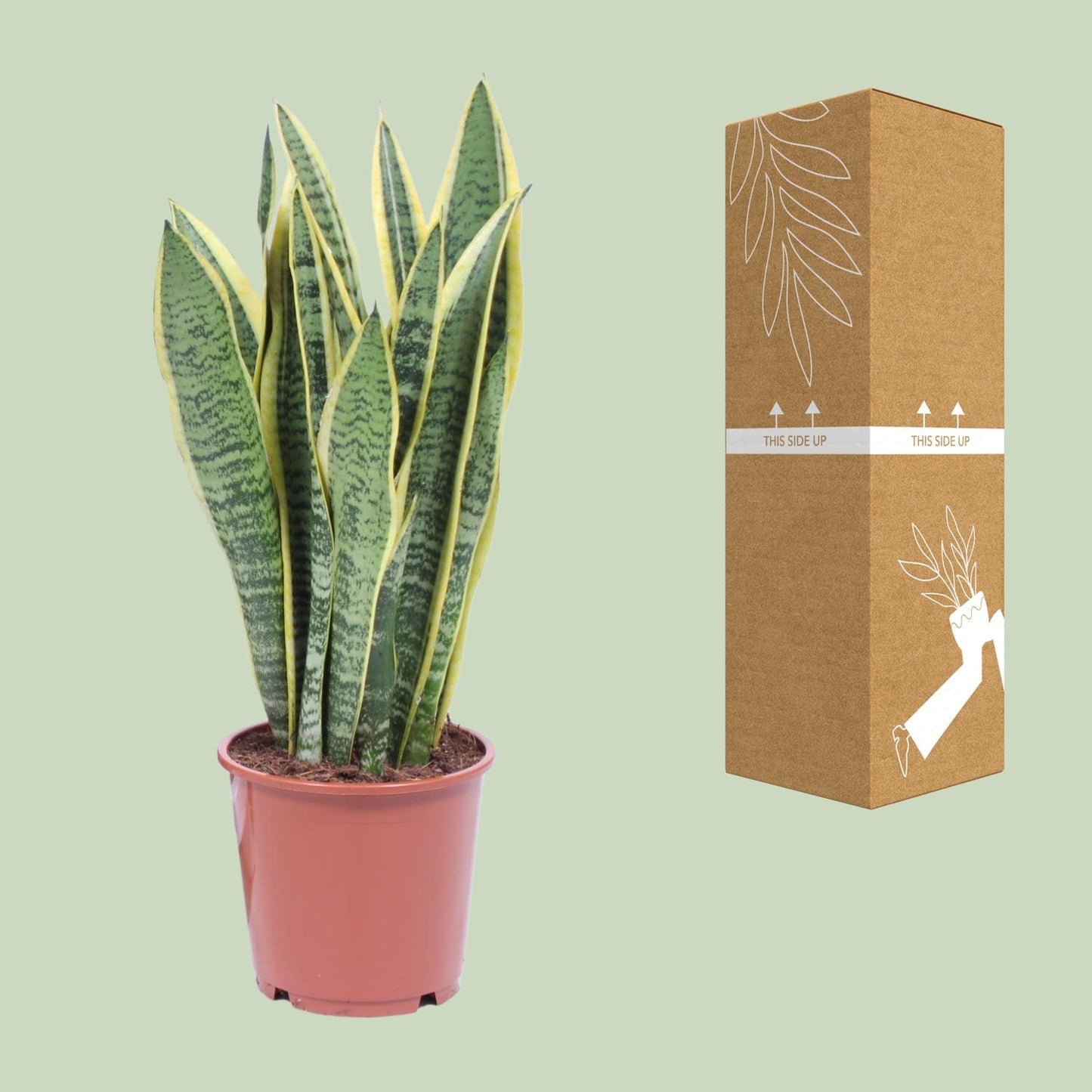 Sansevieria Trifasciata Laurentii – Pflegeleichte Schwiegermutterzunge Ø14cm