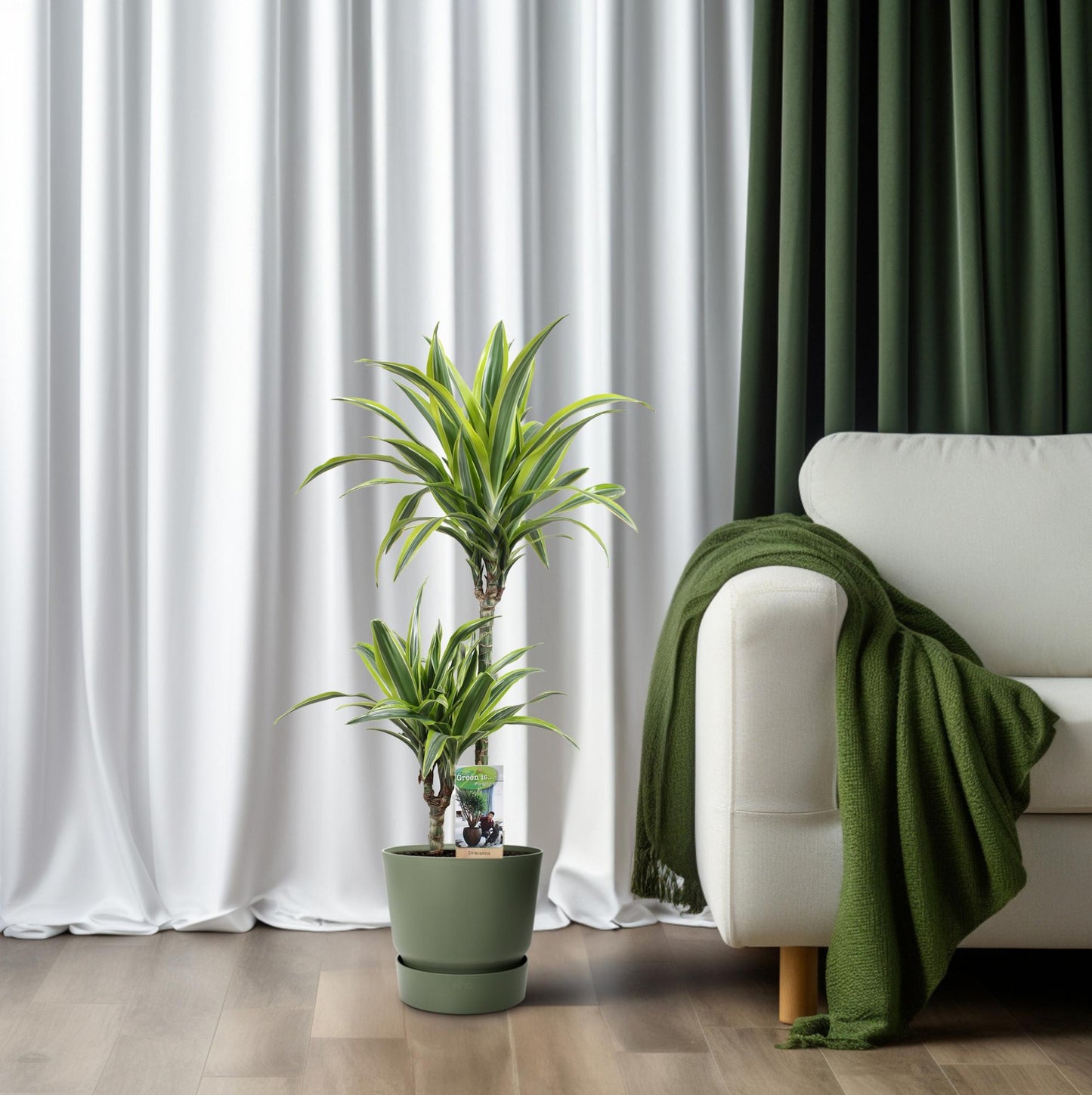 Drachenbaum Lemon Lime – 90 cm pflegeleichte Zimmerpflanze