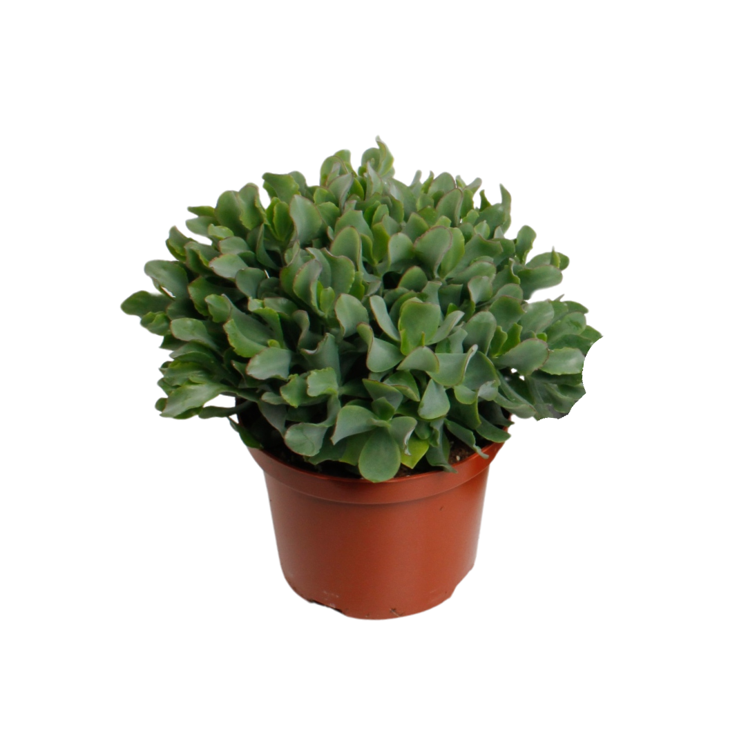 Crassula Arborensis Cristaat – pflegeleichte Sukkulente Ø17cm