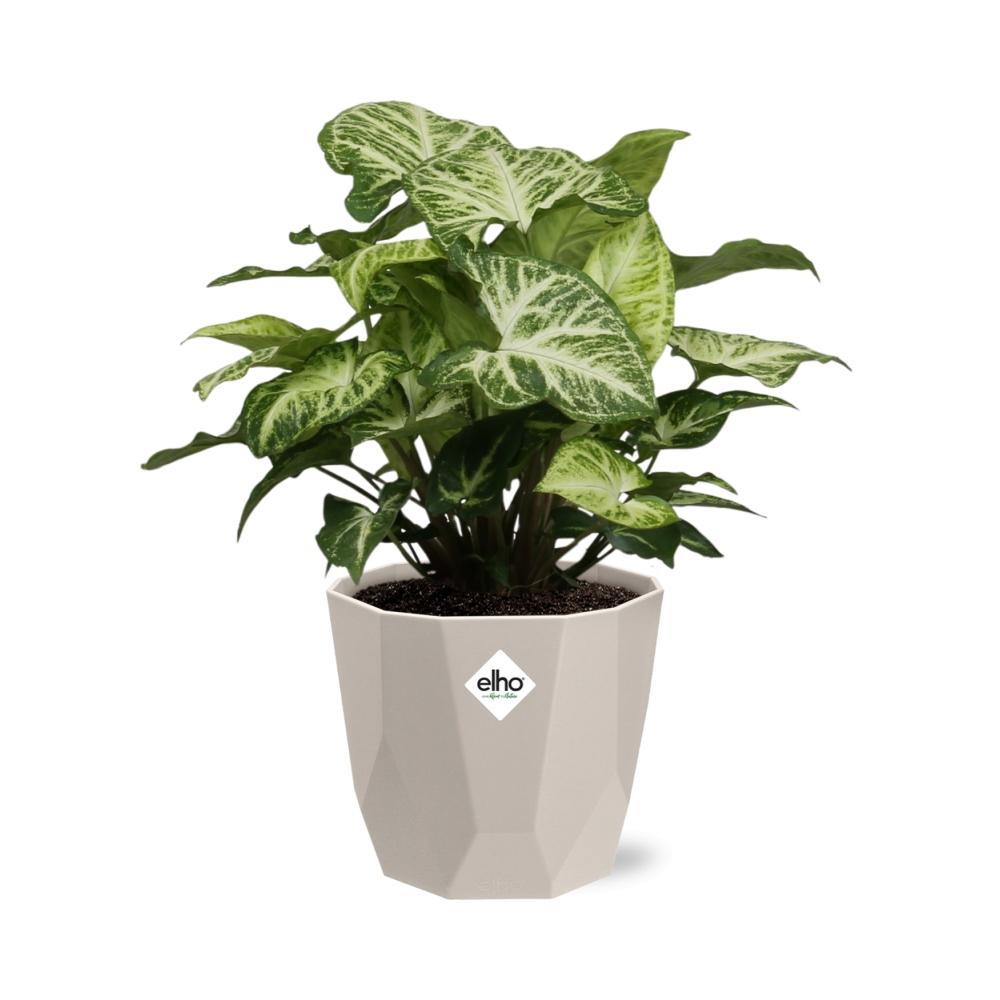 Syngonium Arrow in ELHO b.for rock 14 cm warm grey