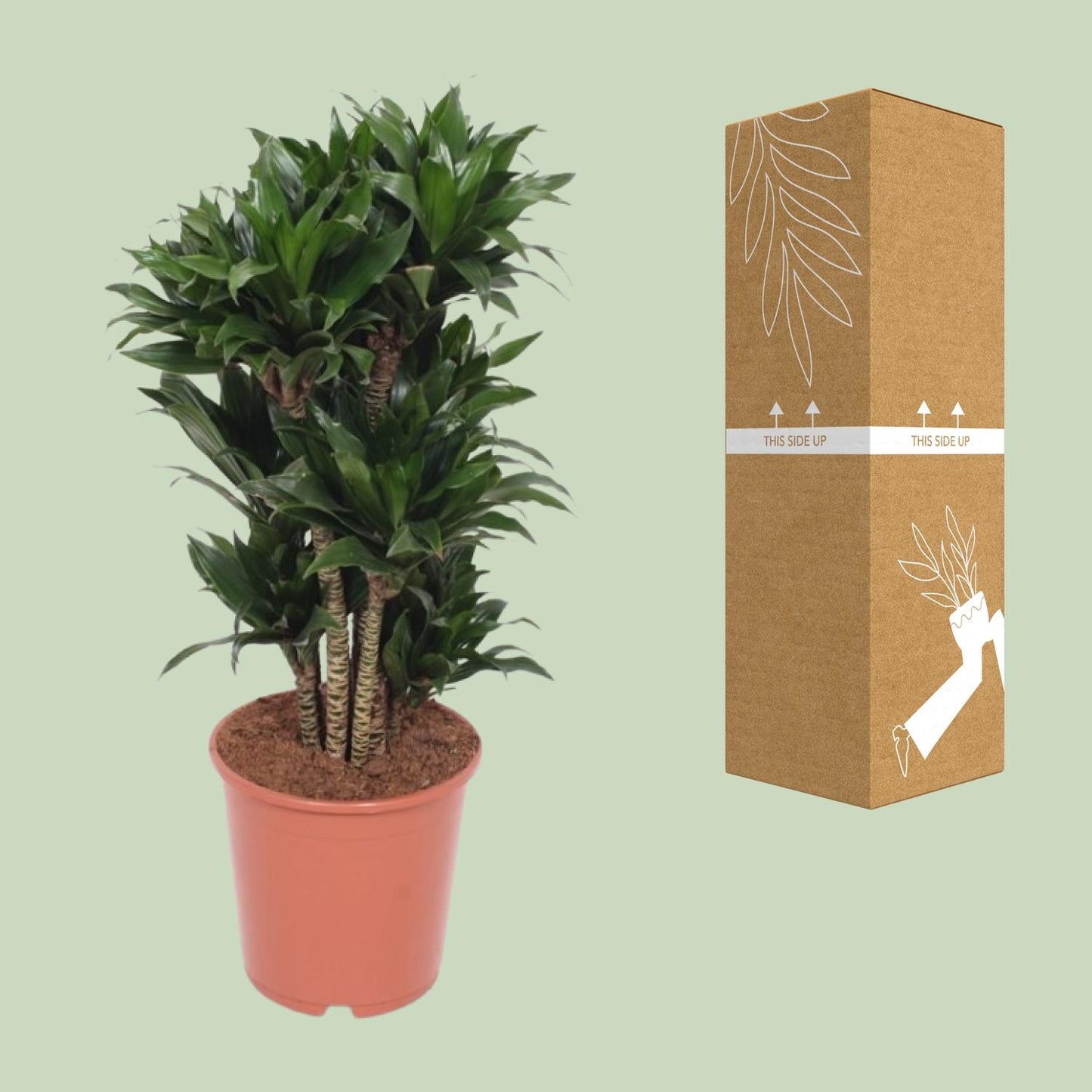 Dracaena Compacta – Pflegeleichter Drachenbaum Ø24cm