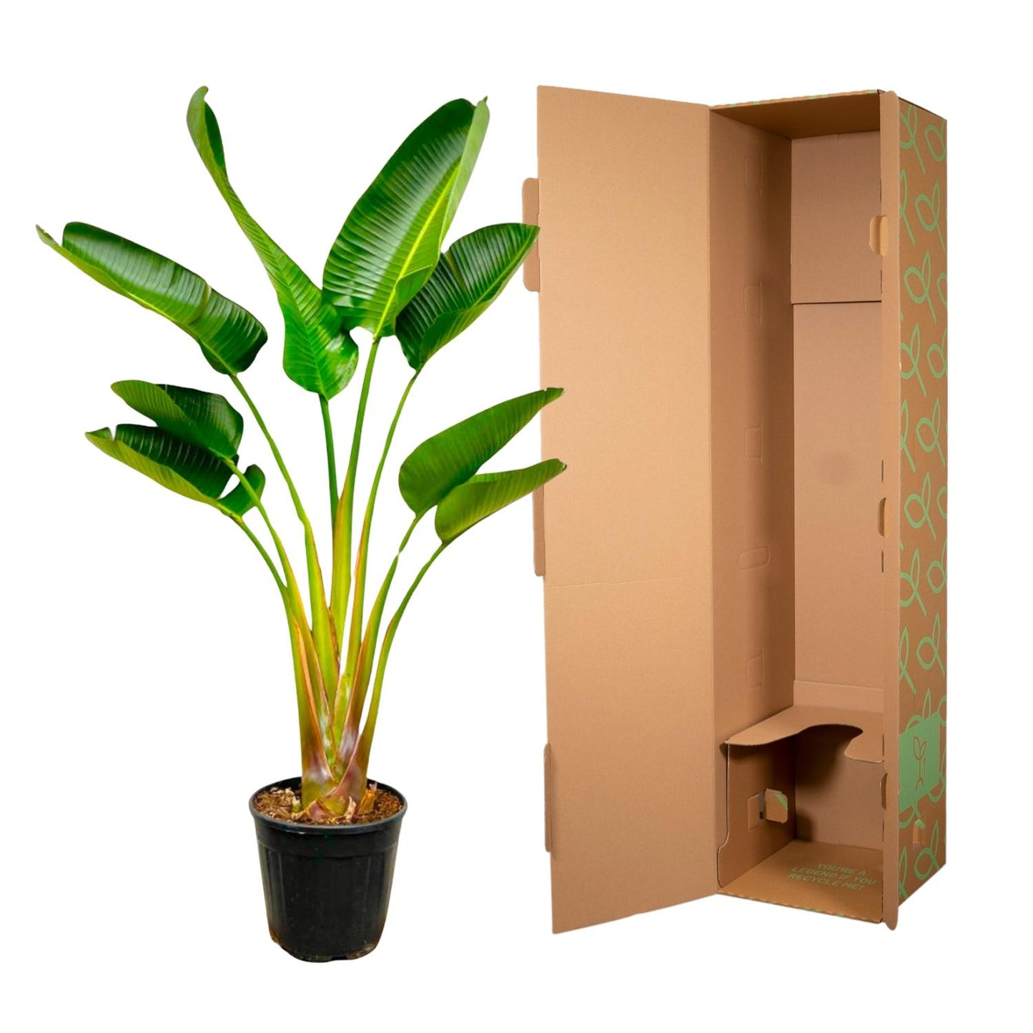 Strelitzia Augusta – Weißer Paradiesvogel, 160 cm