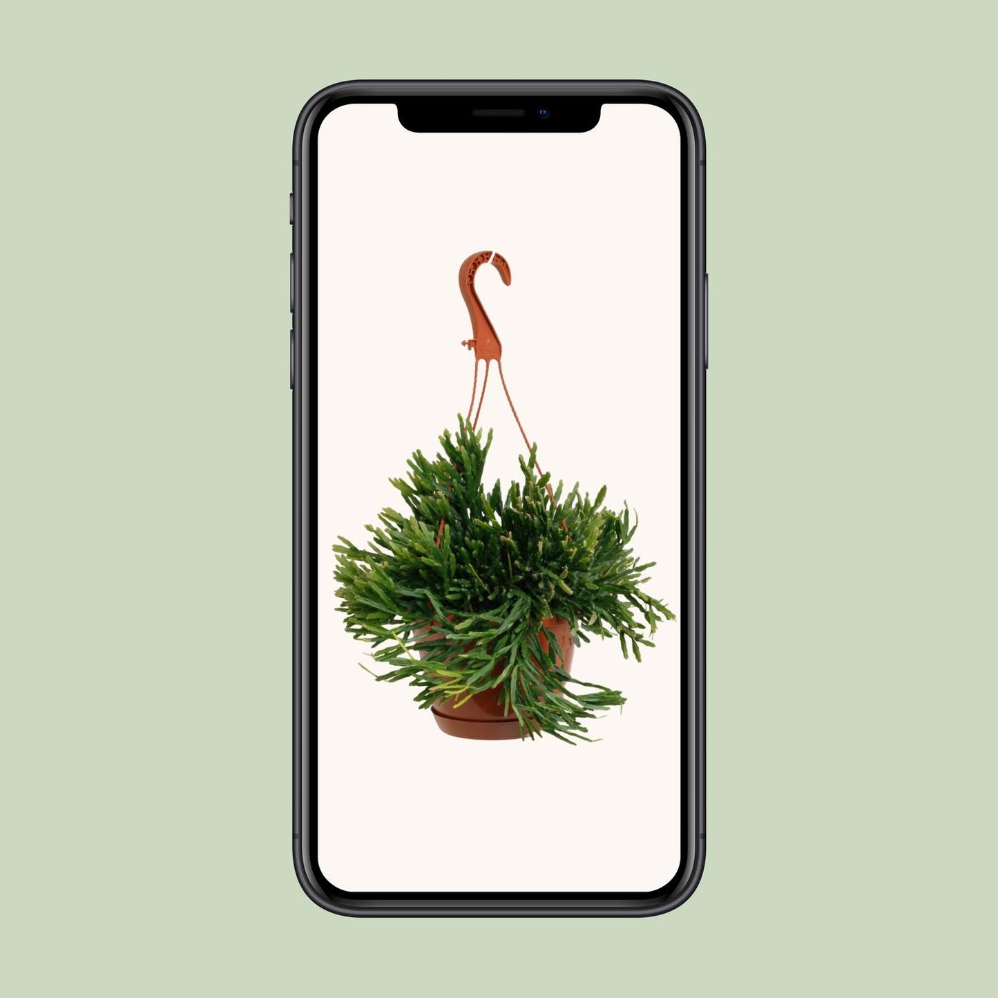 Rhipsalis Ewaldiana – Pflegeleichte Trendpflanze Ø17cm