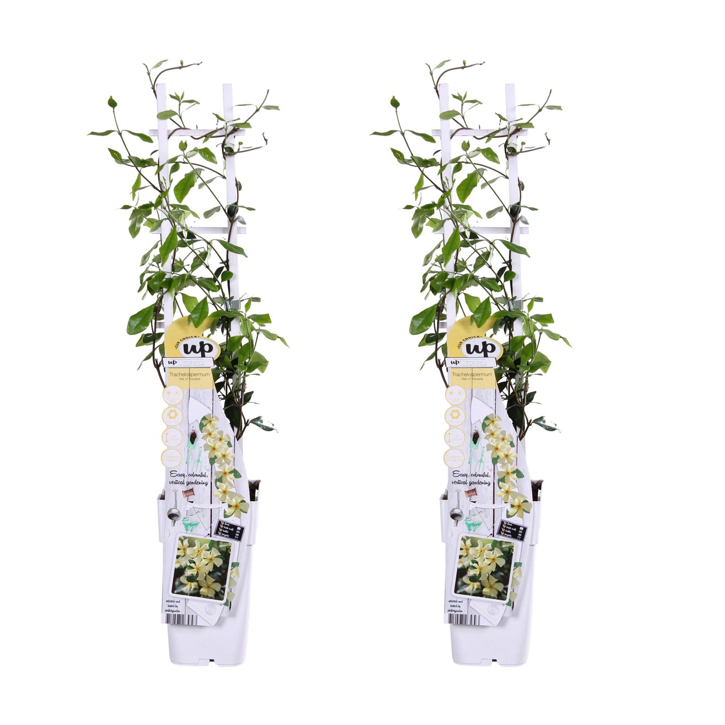 Sternjasmin 'Star of Toscana' – Duftende Kletterpflanze 65 cm