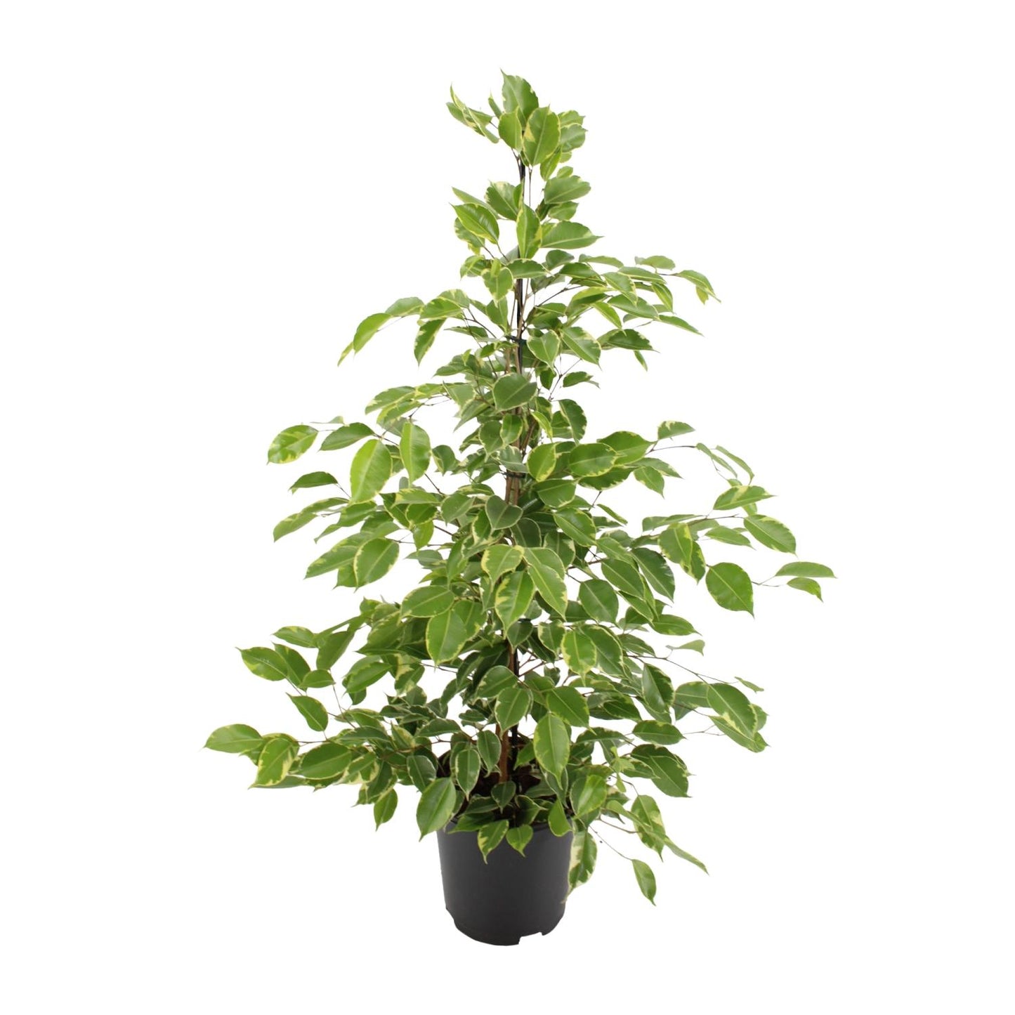 Ficus benjamina Goldenking – Pflegeleichte Zimmerpflanze Ø21cm