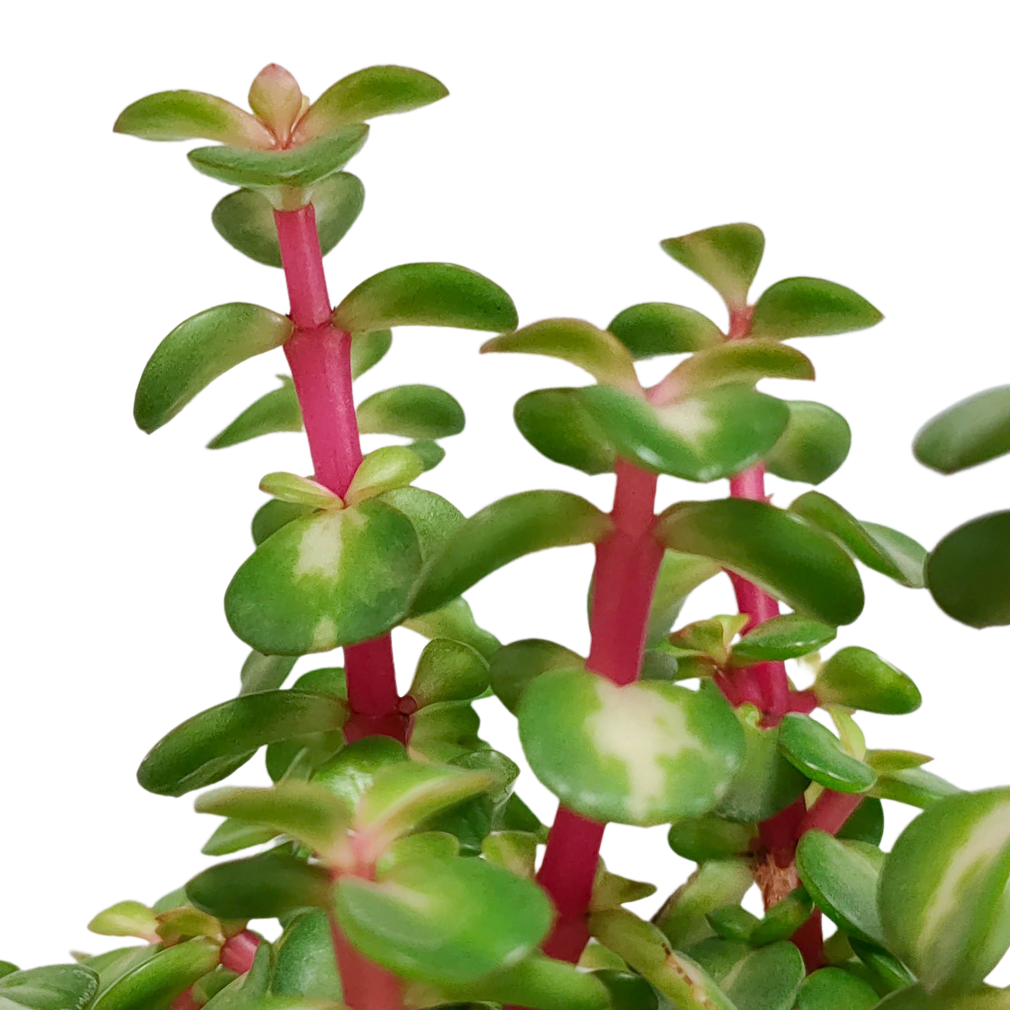 Portulacaria afra mediopicta – pflegeleichte Sukkulente 10,5 cm