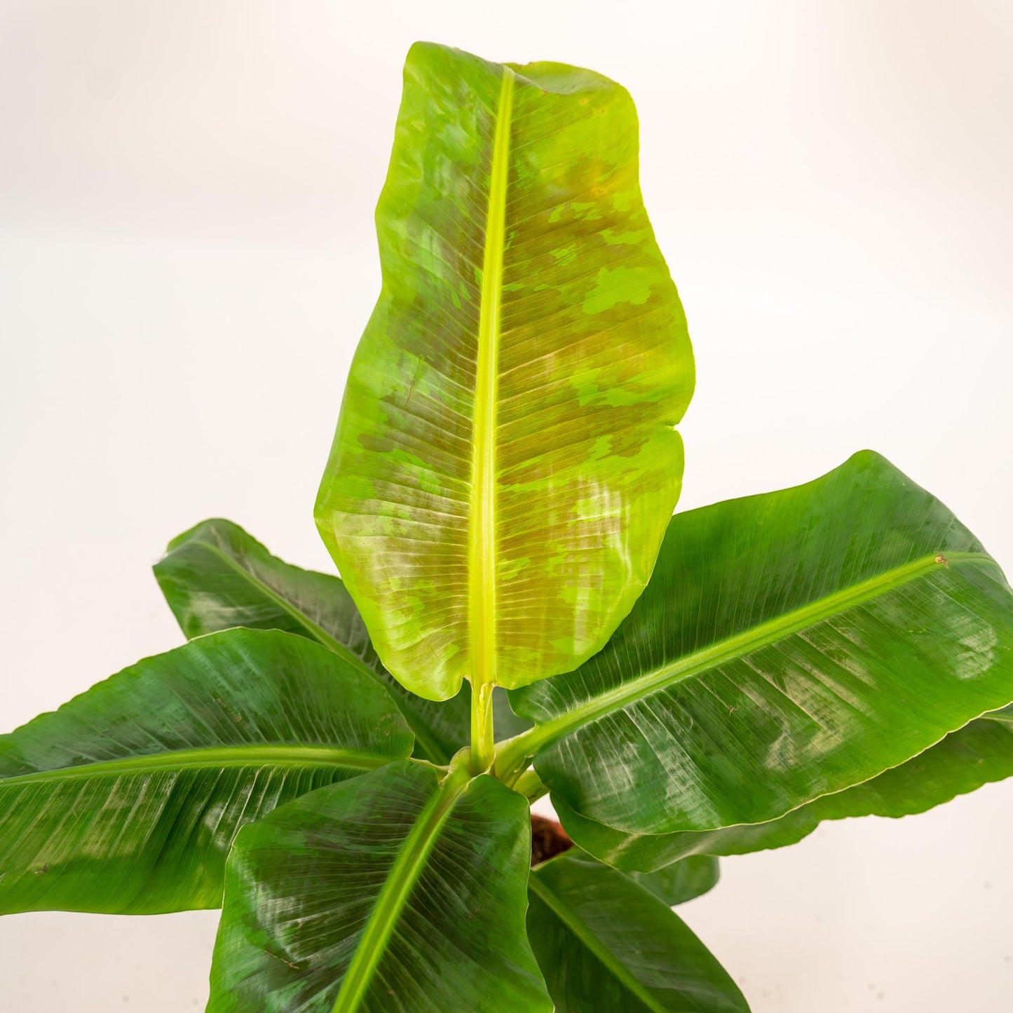 Musa Dwarf Cavendish – Tropische Bananenpflanze Ø21cm mit Korb