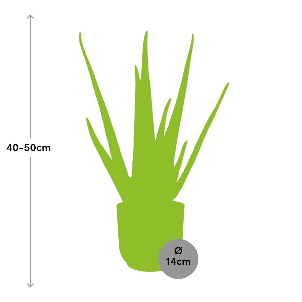 Aloe Vera 12cm in ELHO Vibes Fold 14cm rosa – Pflegeleicht & Luftreinigend