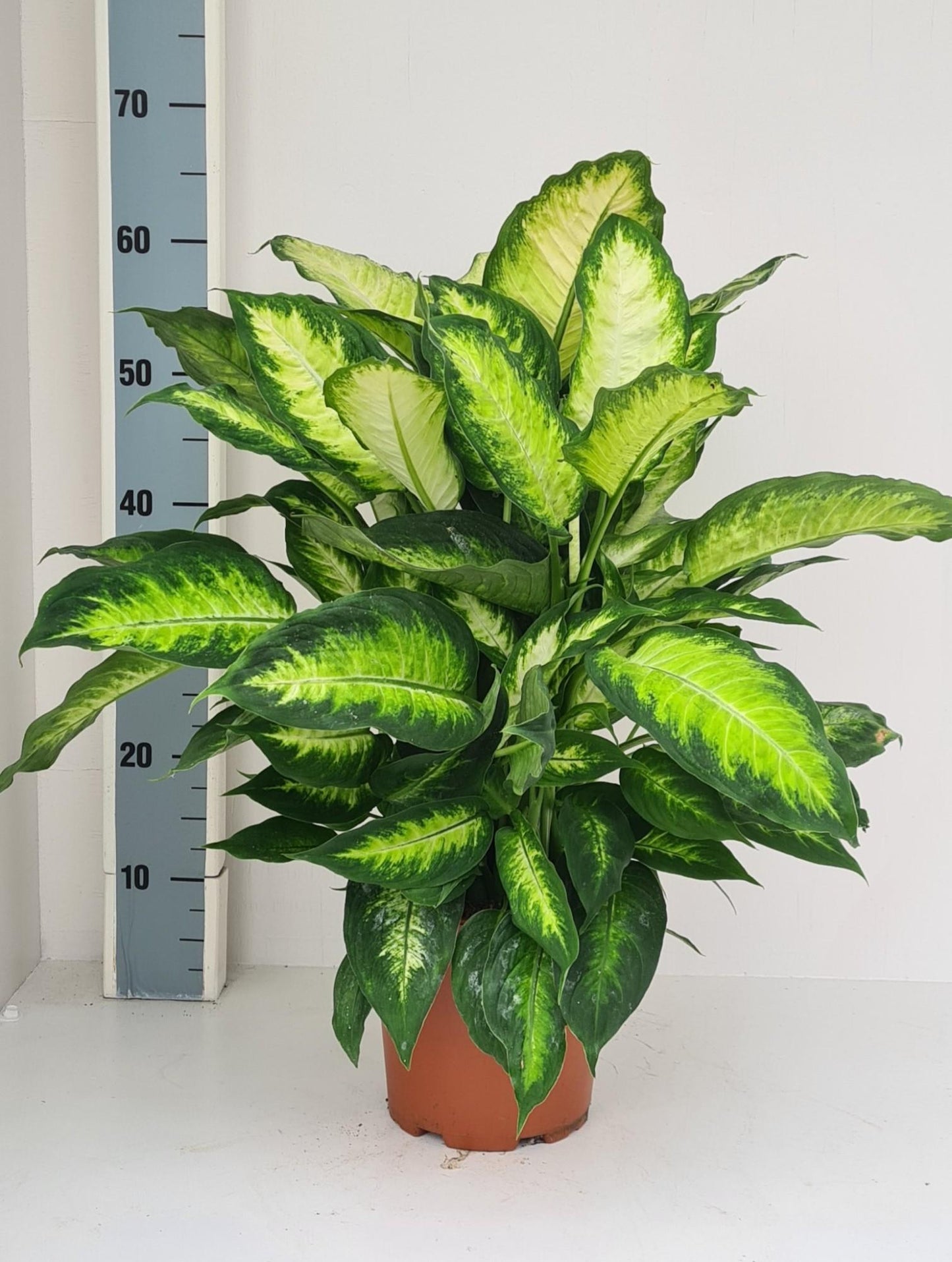 Dieffenbachie 'Camilla' – Pflegeleichte Zimmerpflanze mit Stil