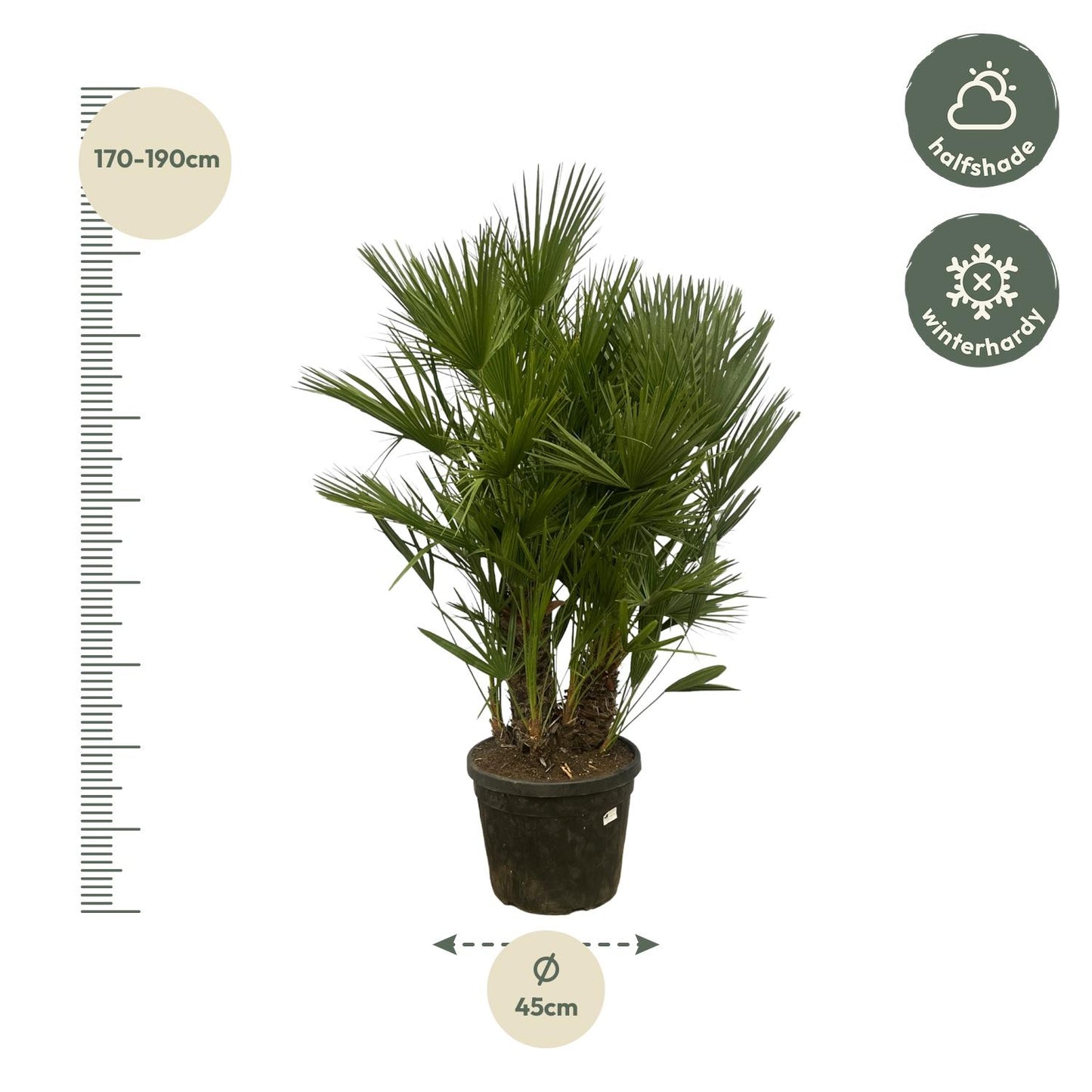 Chamaerops Humilis Zwergpalme 160-180 cm Ø45 cm