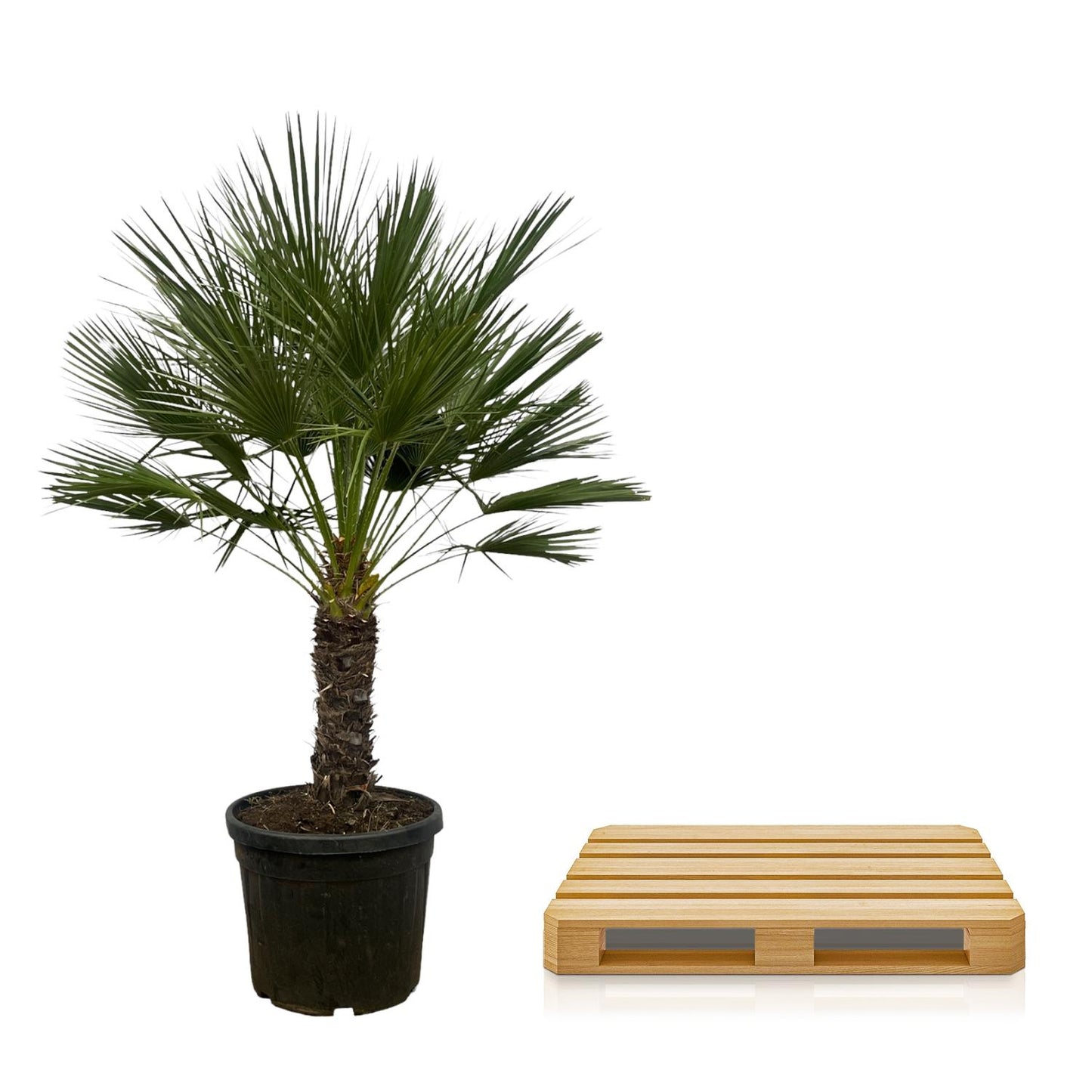 Chamaerops Humilis Zwergpalme auf Stamm 150 cm