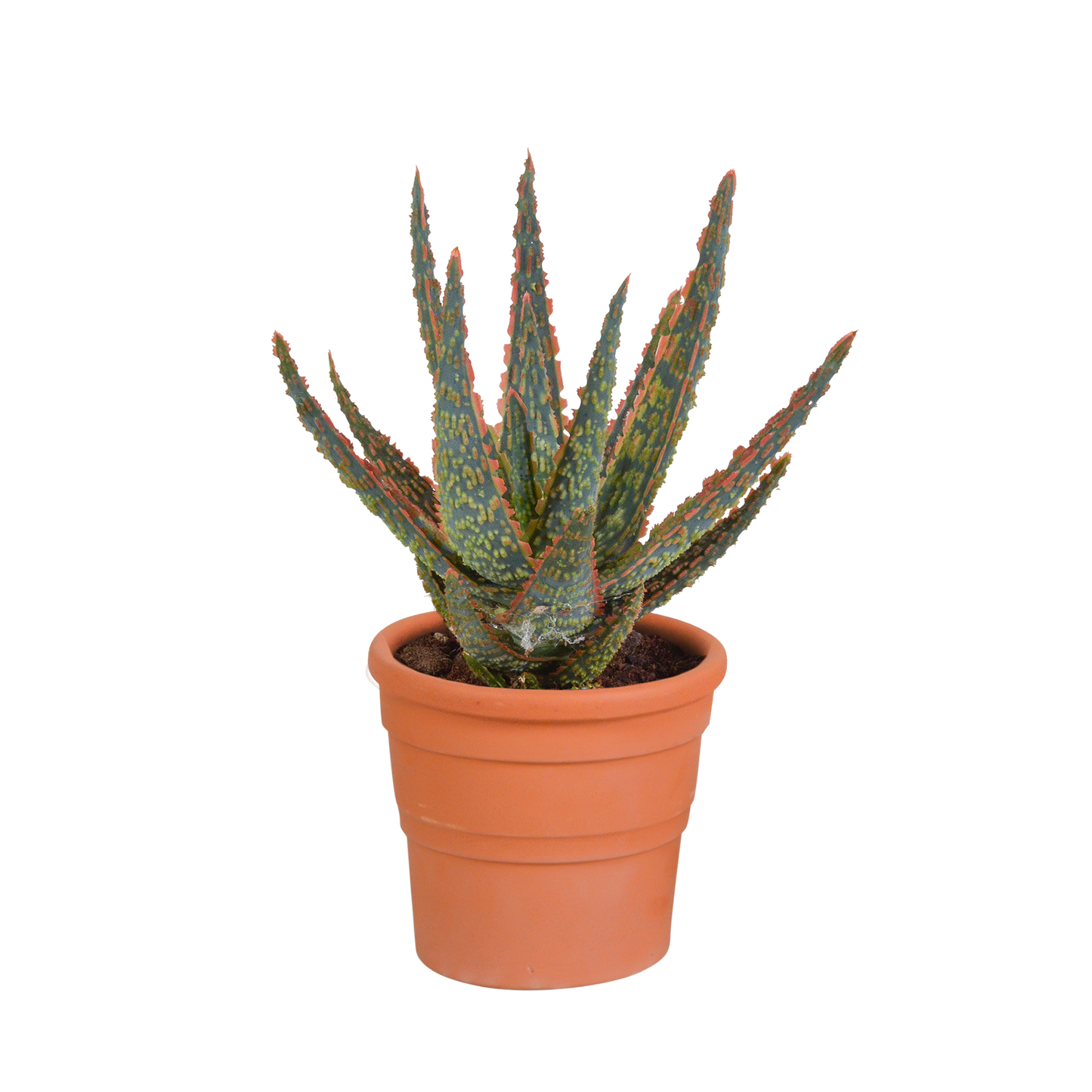 Aloe Zebrina Dannyz 10,5cm im Terrakotta-Topf