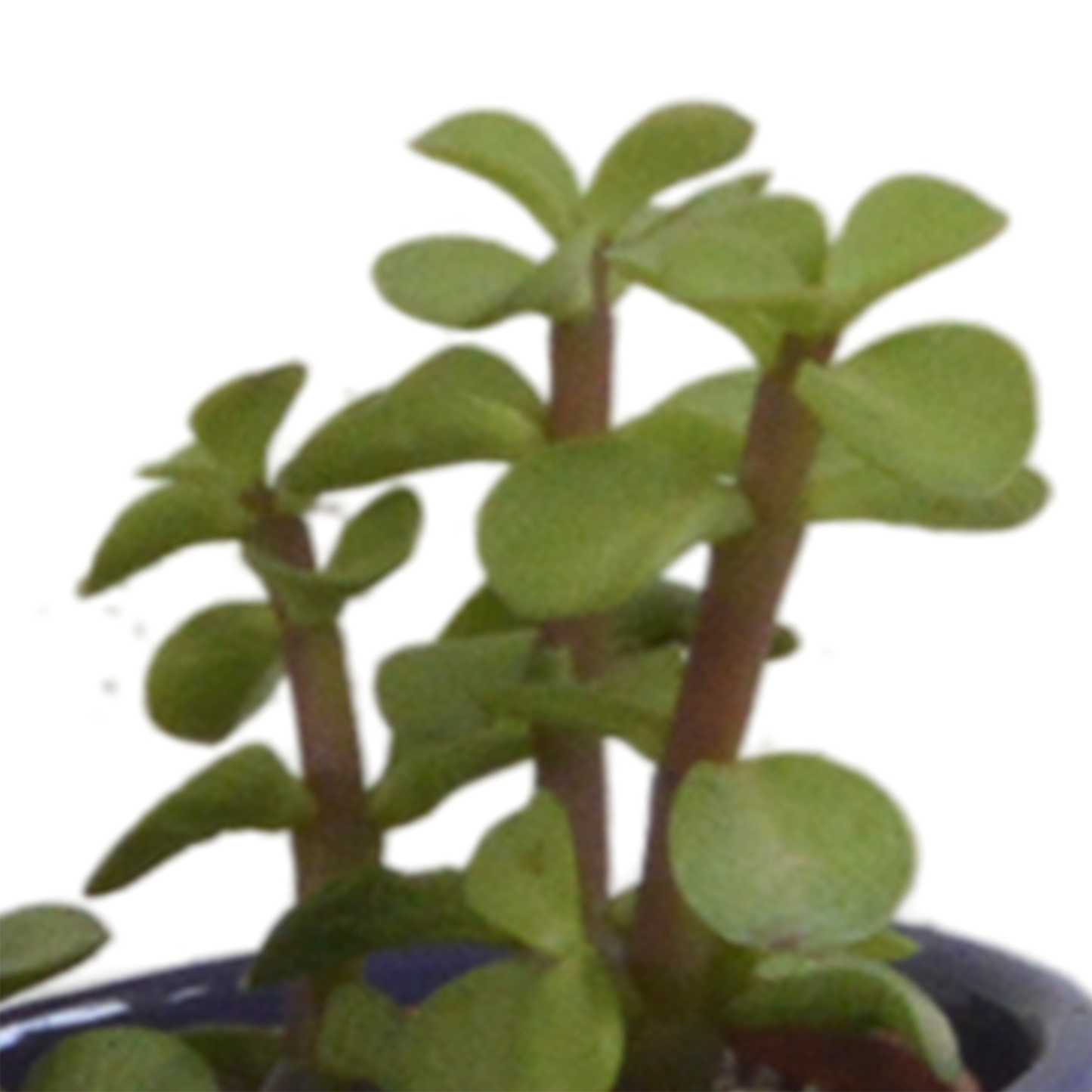 Vetplanten-Mischung 5x in handbemalter Mexicaanse Pot