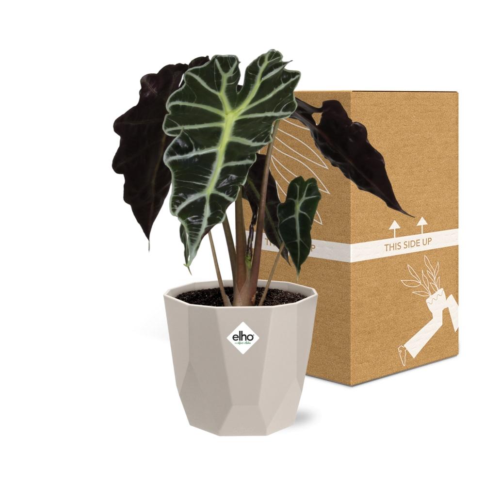 Alocasia ‘Polly’ in ELHO b.for rock 14 cm warm grey