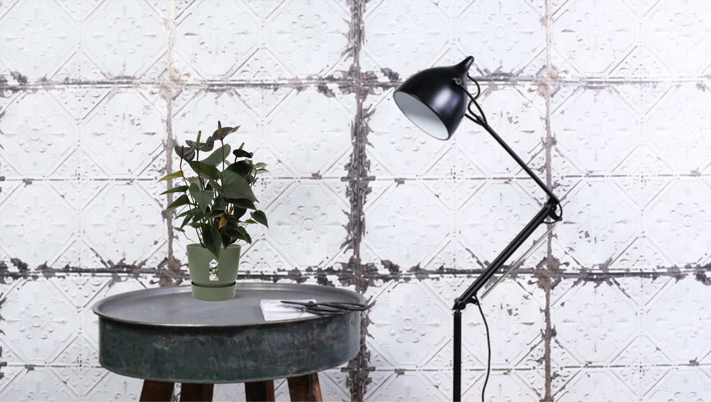 Anthurium Black Love – Pflegeleichte Zimmerpflanze Ø12cm