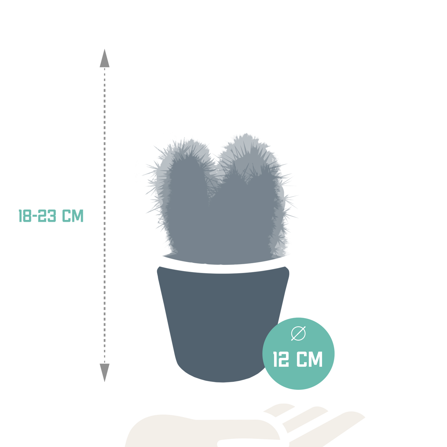 Cereus 3er Set im weißen Topf 10,5 cm – Pflegeleicht & Robust
