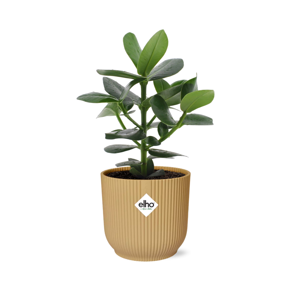 Clusia Princess im ELHO Vibes Fold Topf 14cm Gelb