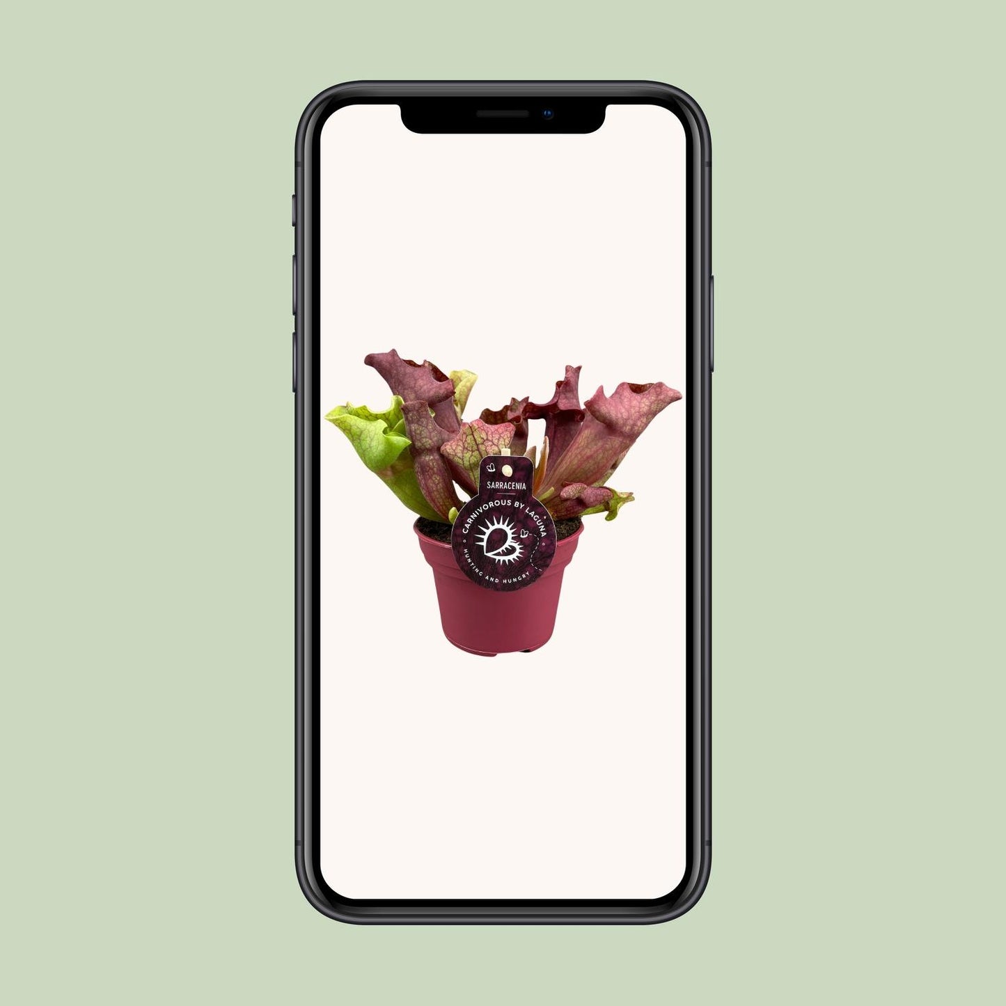 Sarracenia Kannenpflanze Ø12 cm, Höhe 20 cm – Exotisch & Pflegeleicht