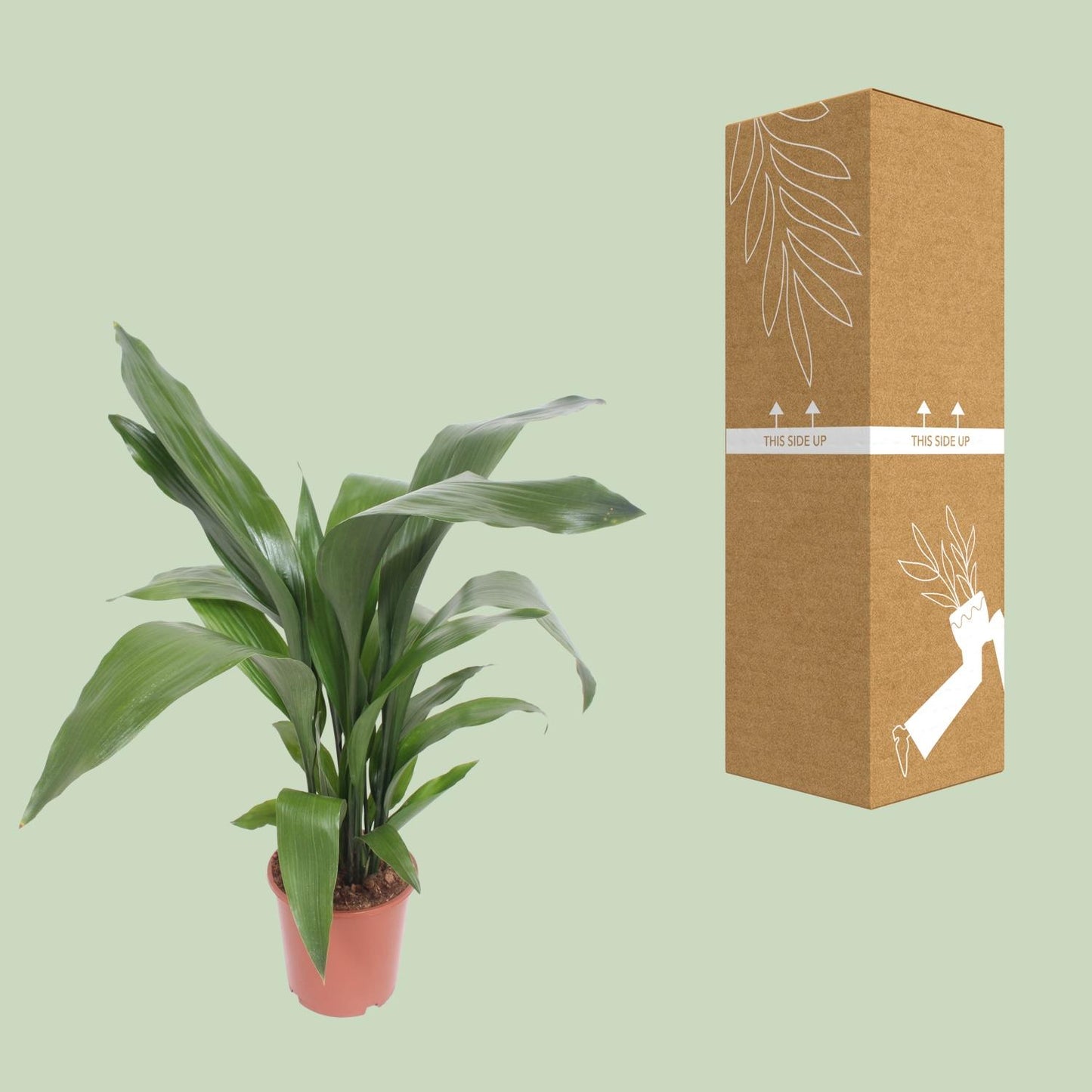 Aspidistra Elatior – Pflegeleichte Zimmerpflanze Ø19cm