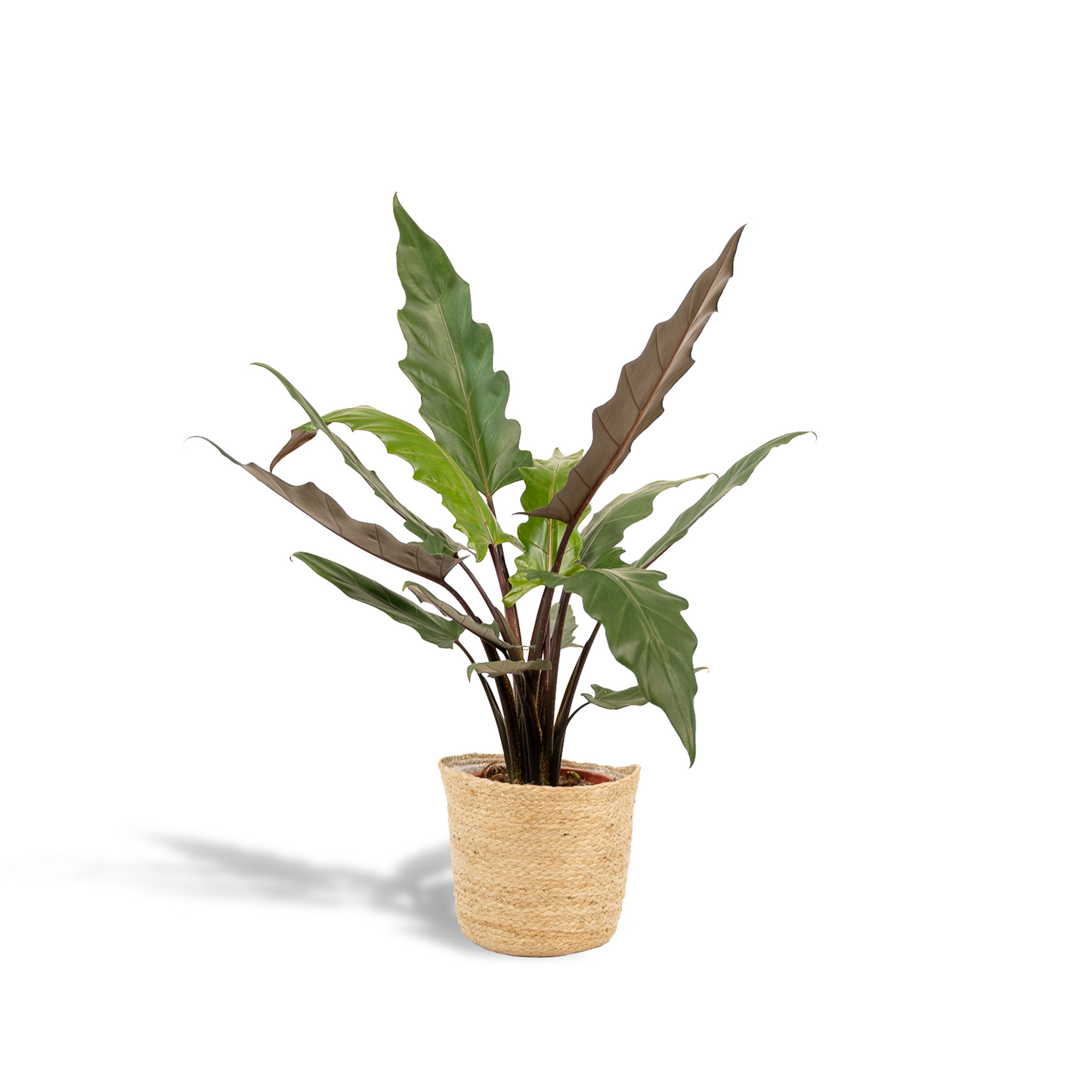 Alocasia Lauterbachiana Ø19cm mit Korb Selin – Luftreinigendes Elefantenohr