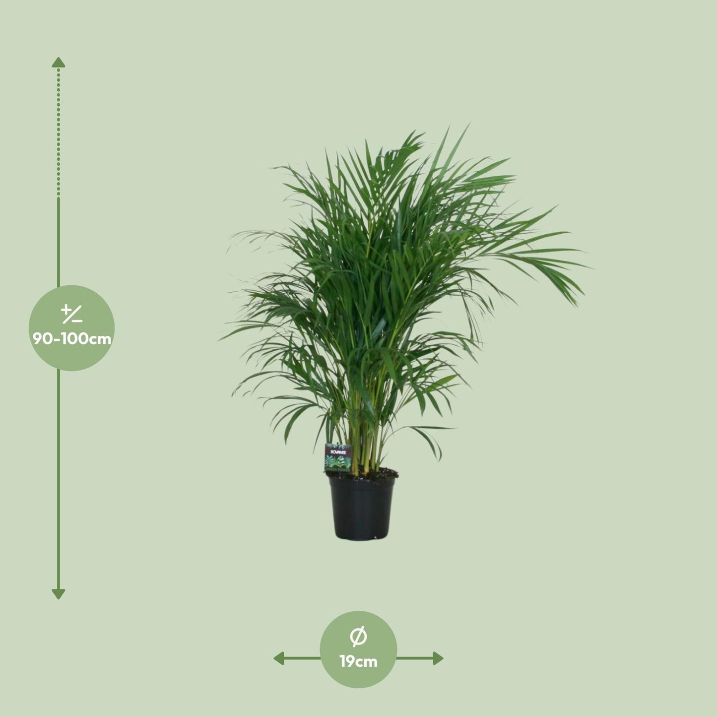 Dypsis Lutescens Bambuspalme Ø19cm – ca. 100cm hoch