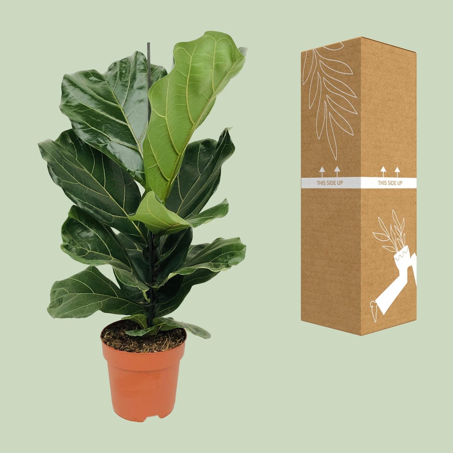 Ficus Lyrata (Geigenfeige) Ø17cm – bis 75cm hoch
