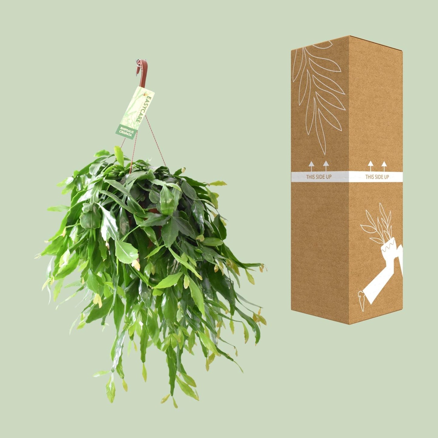 Rhipsalis Crispata – Pflegeleichte Hängepflanze Ø21cm