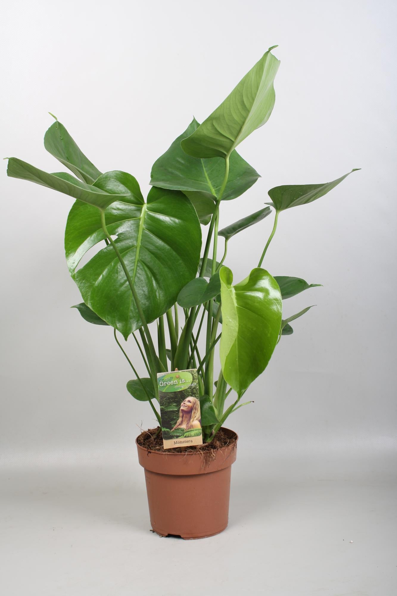 Monstera Fensterblatt – Tropische Zimmerpflanze Ø17cm, 60cm hoch