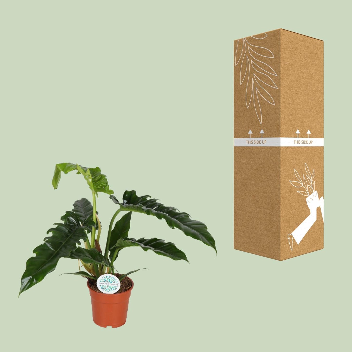 Philodendron Narrow – pflegeleichte Zimmerpflanze Ø17cm