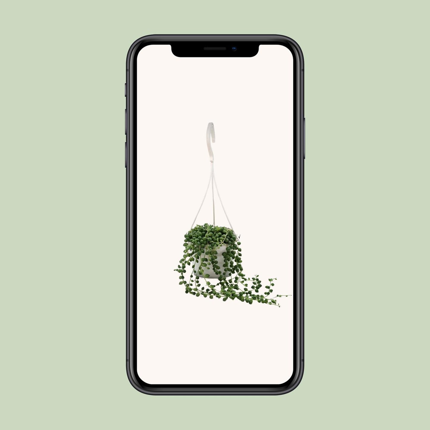 Senecio Rowleyanus – Pflegeleichte Zimmerpflanze Ø11cm