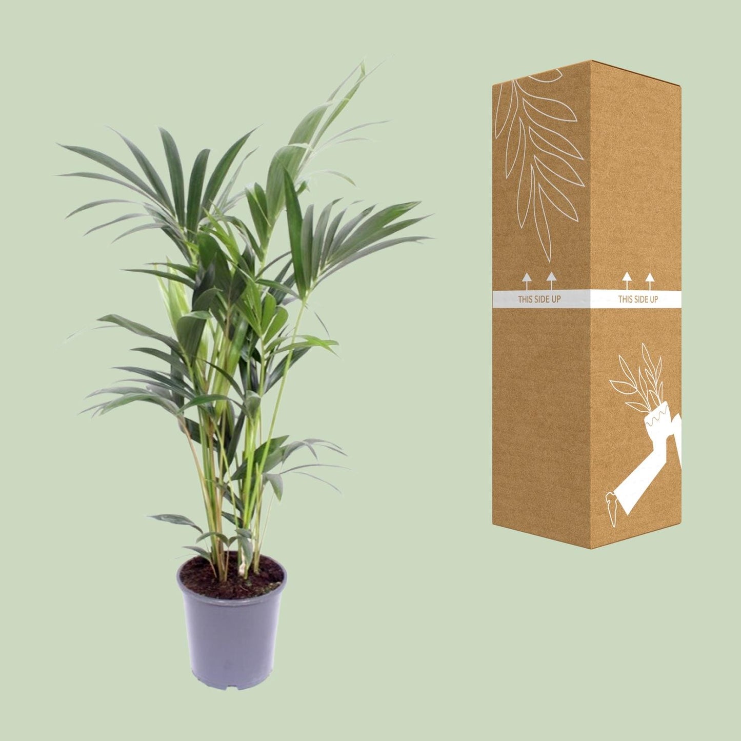 Howea forsteriana (Kentia-Palme) Ø14cm – 50cm hoch