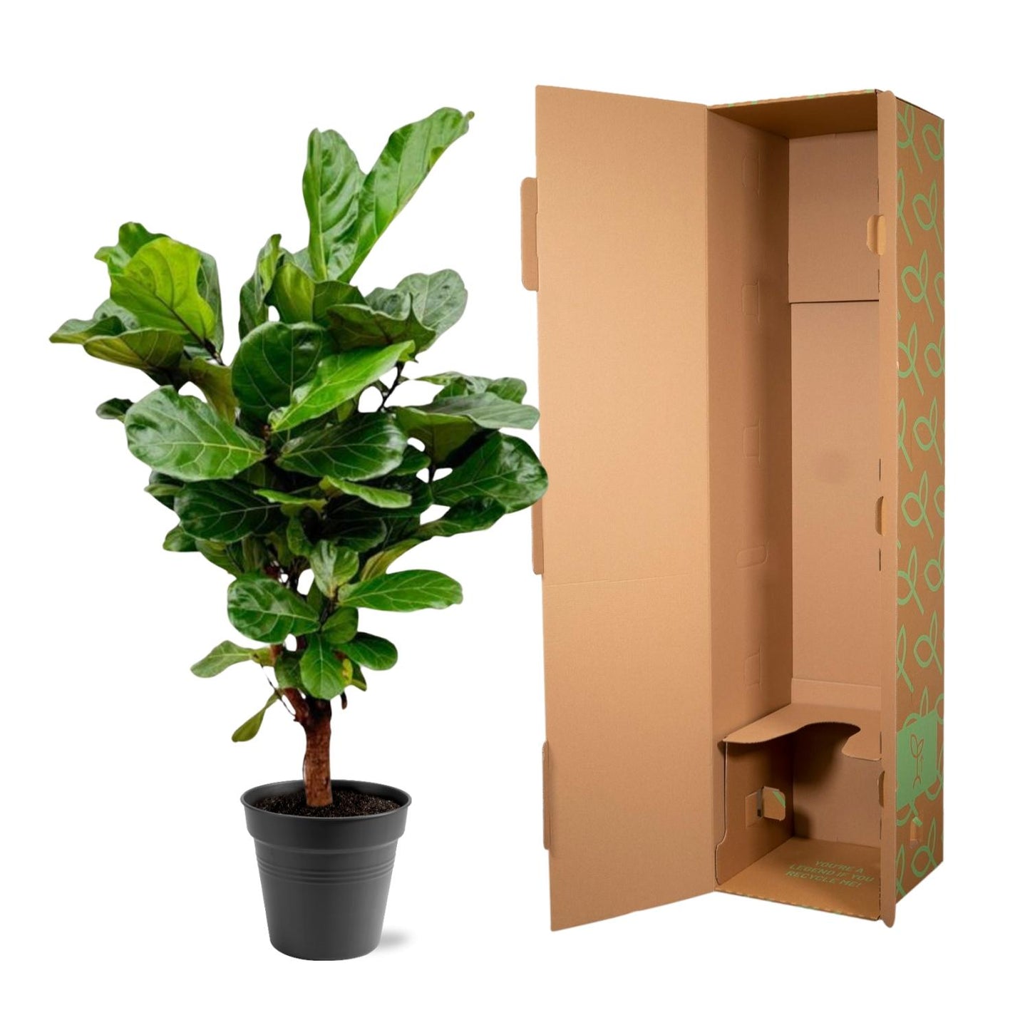 Ficus Lyrata – Geigenfeige 140-160 cm, pflegeleicht
