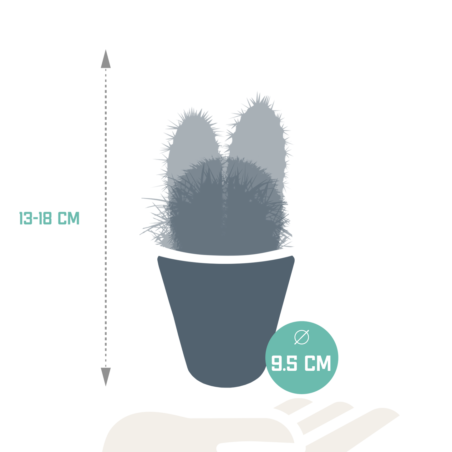 Kakteenmischung 3er Set im weißen Topf 8,5 cm