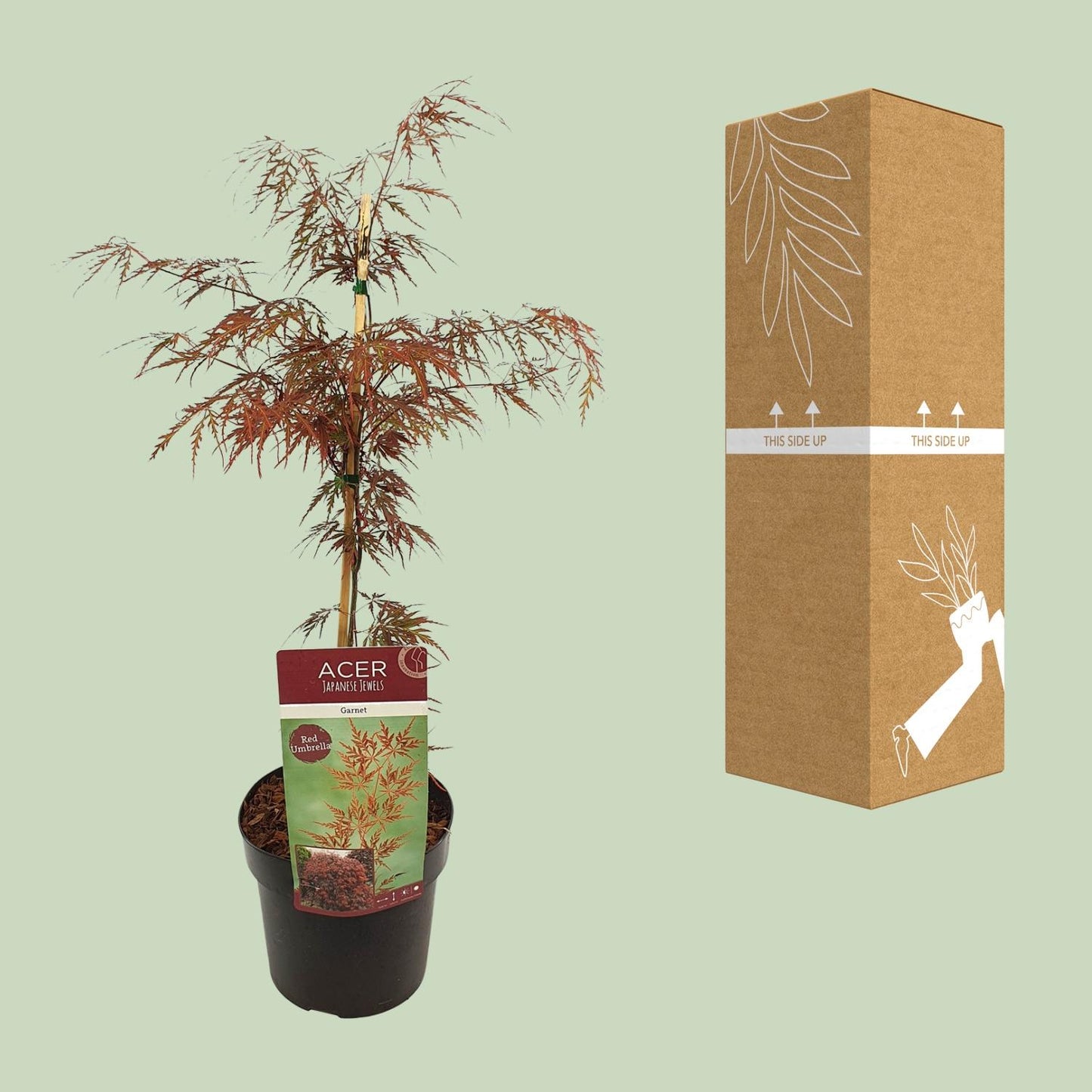 Acer palmatum 'Garnet' – Pflegeleichter Japanischer Ahorn Ø19cm