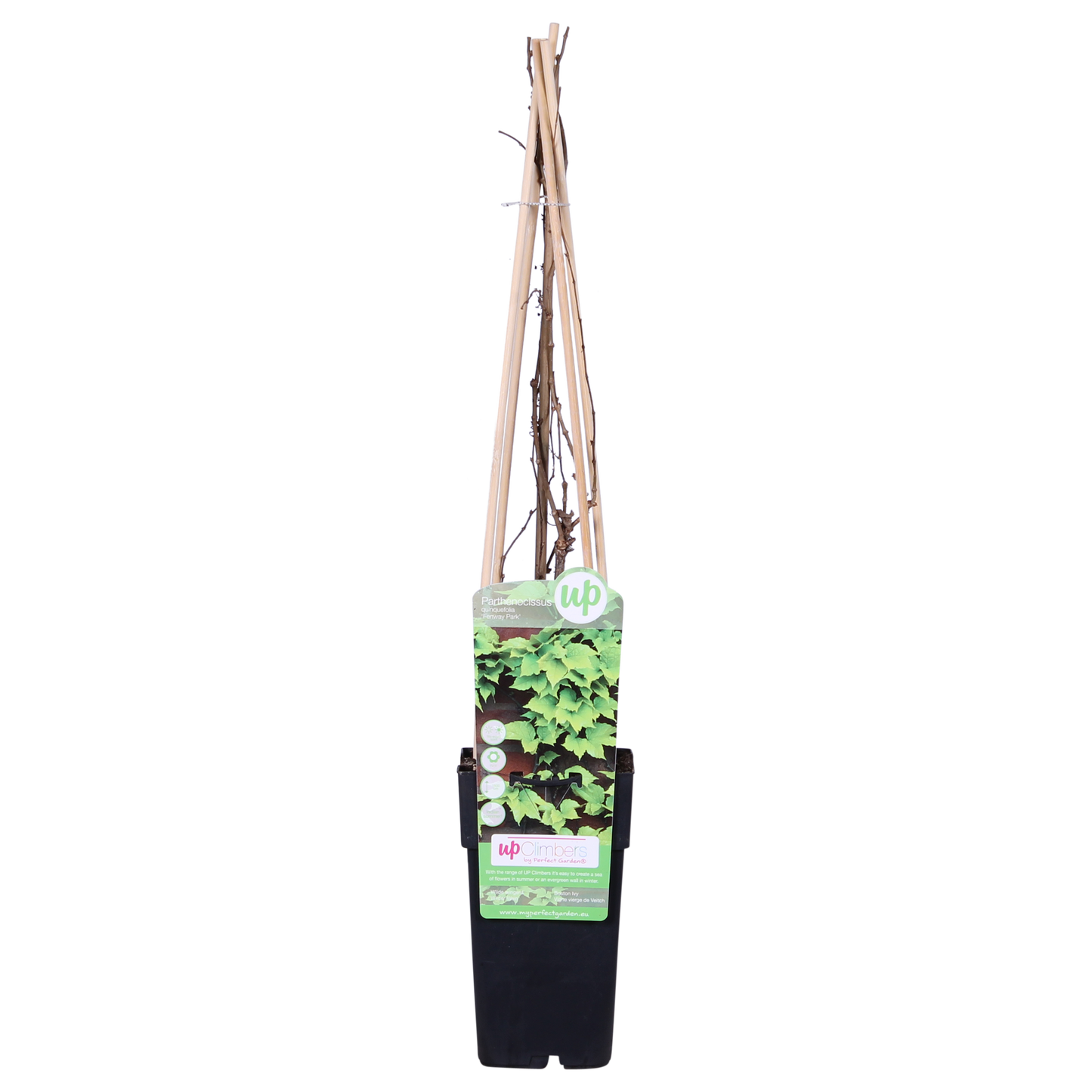 Wilder Wein 'Fenway Park' – Farbenfrohe Kletterpflanze Ø15cm