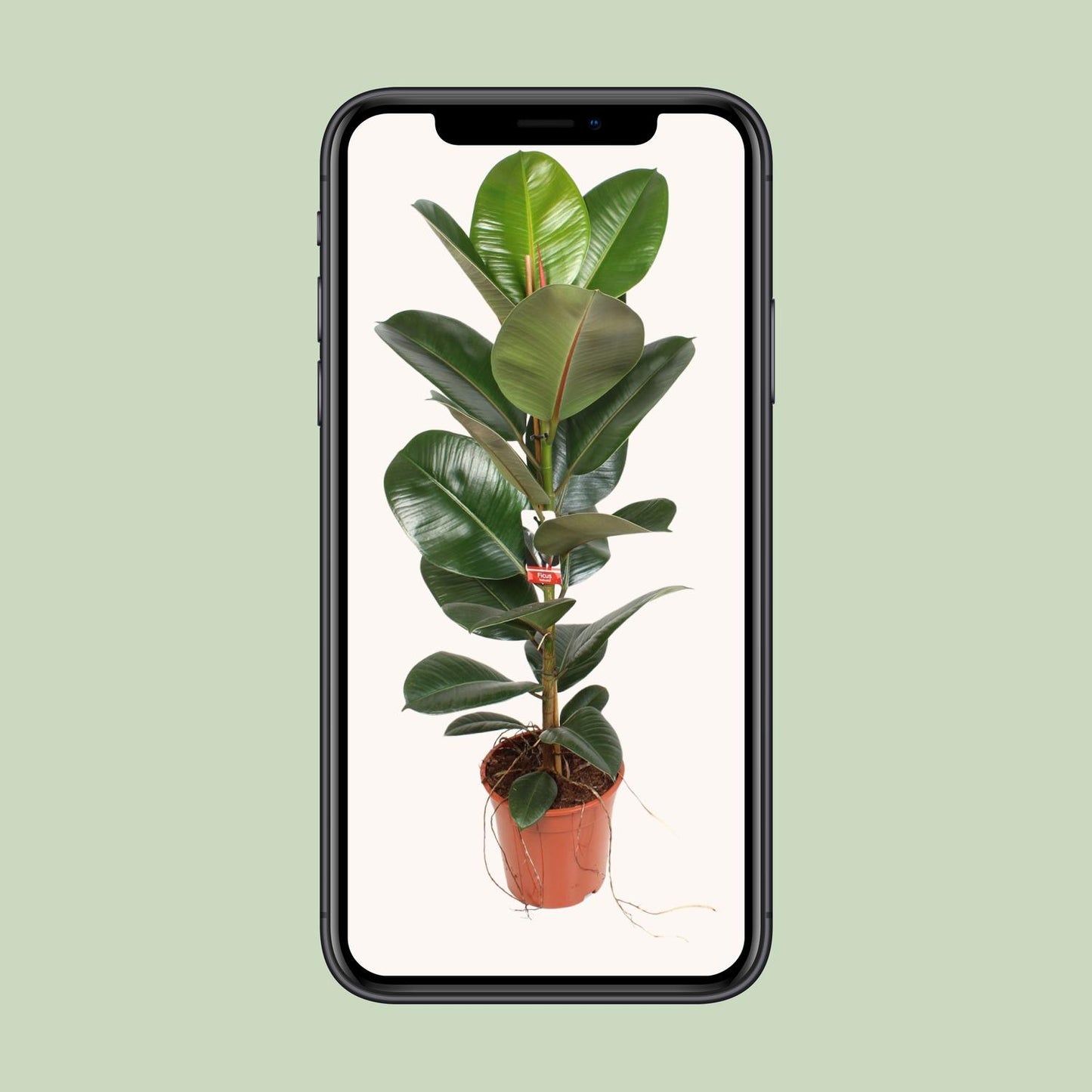 Ficus Elastica Robusta – Pflegeleichte Zimmerpflanze Ø21 cm