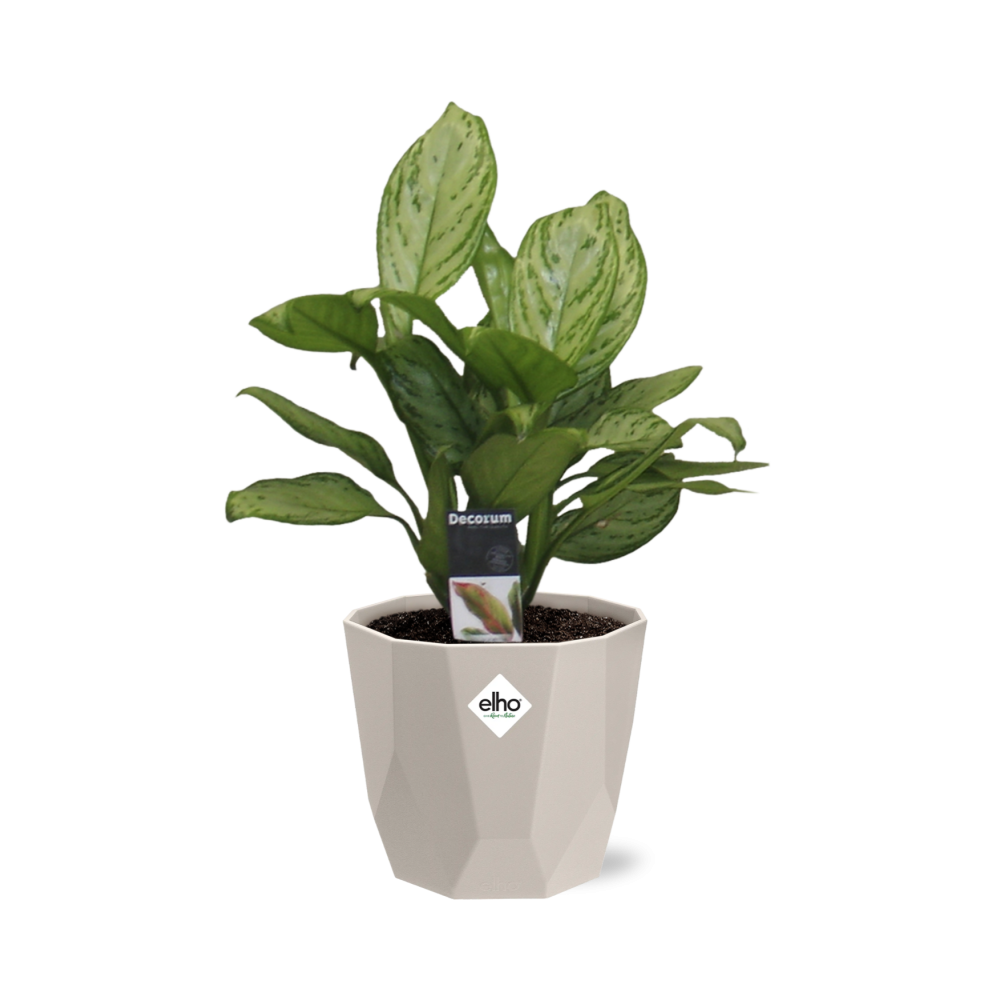 Aglaonema Christina in ELHO b.for rock 14 cm warm grey