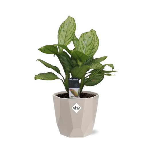 Aglaonema Christina in ELHO b.for rock 14 cm warm grey