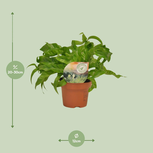 Asplenium Hurricane – Pflegeleichter Nierenfarn Ø12cm, 30cm hoch