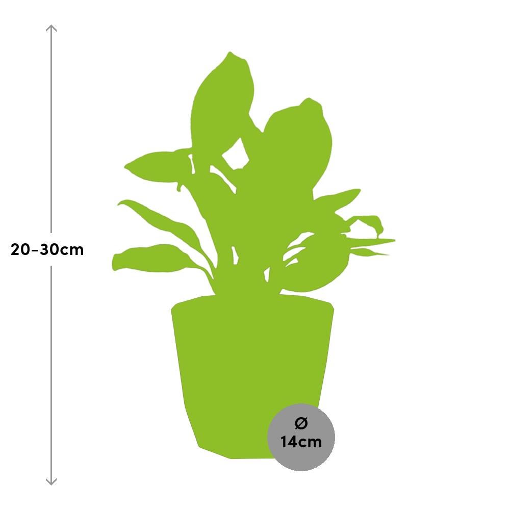 Aglaonema Christina – Pflegeleichte Tropen-Zimmerpflanze 14cm